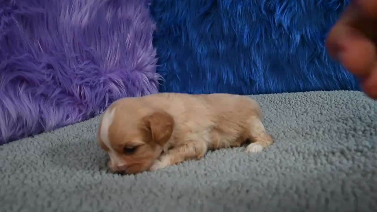 Cavapoo dogs for sale: Cavapoo 6 - Video 1