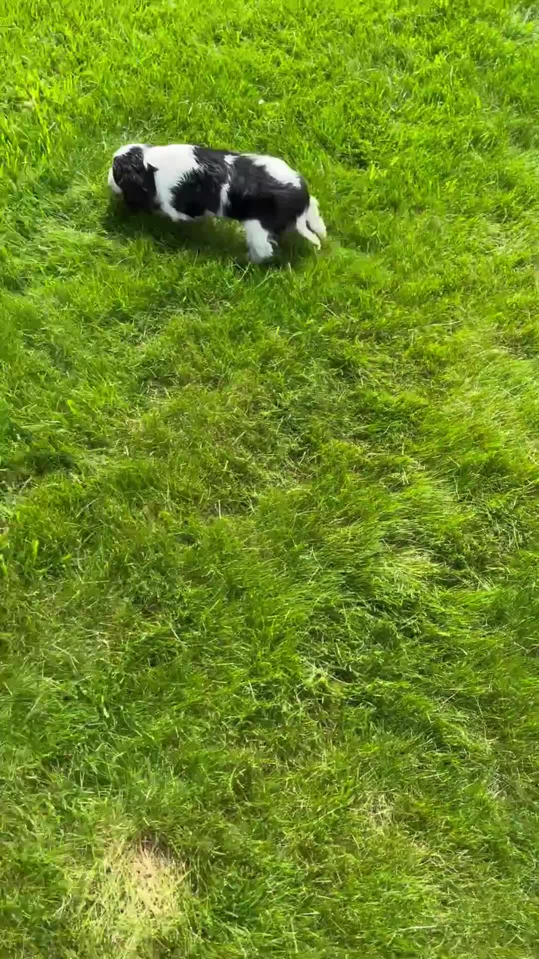 Cavalier King Charles Spaniel dogs for sale: Mickey - Video 1