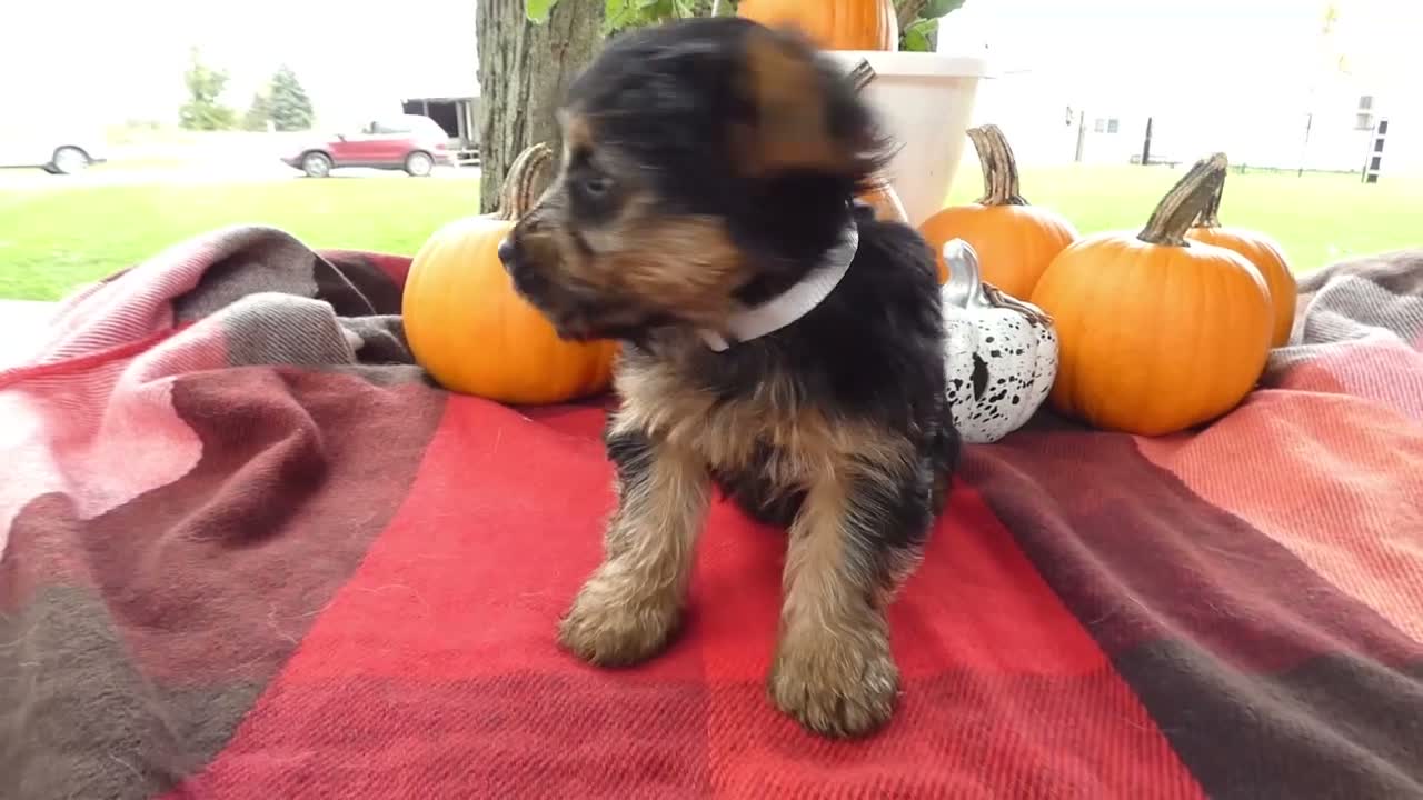 Yorkshire Terrier dogs for sale: Yorkshire Terrier 3 Charm - Video 1