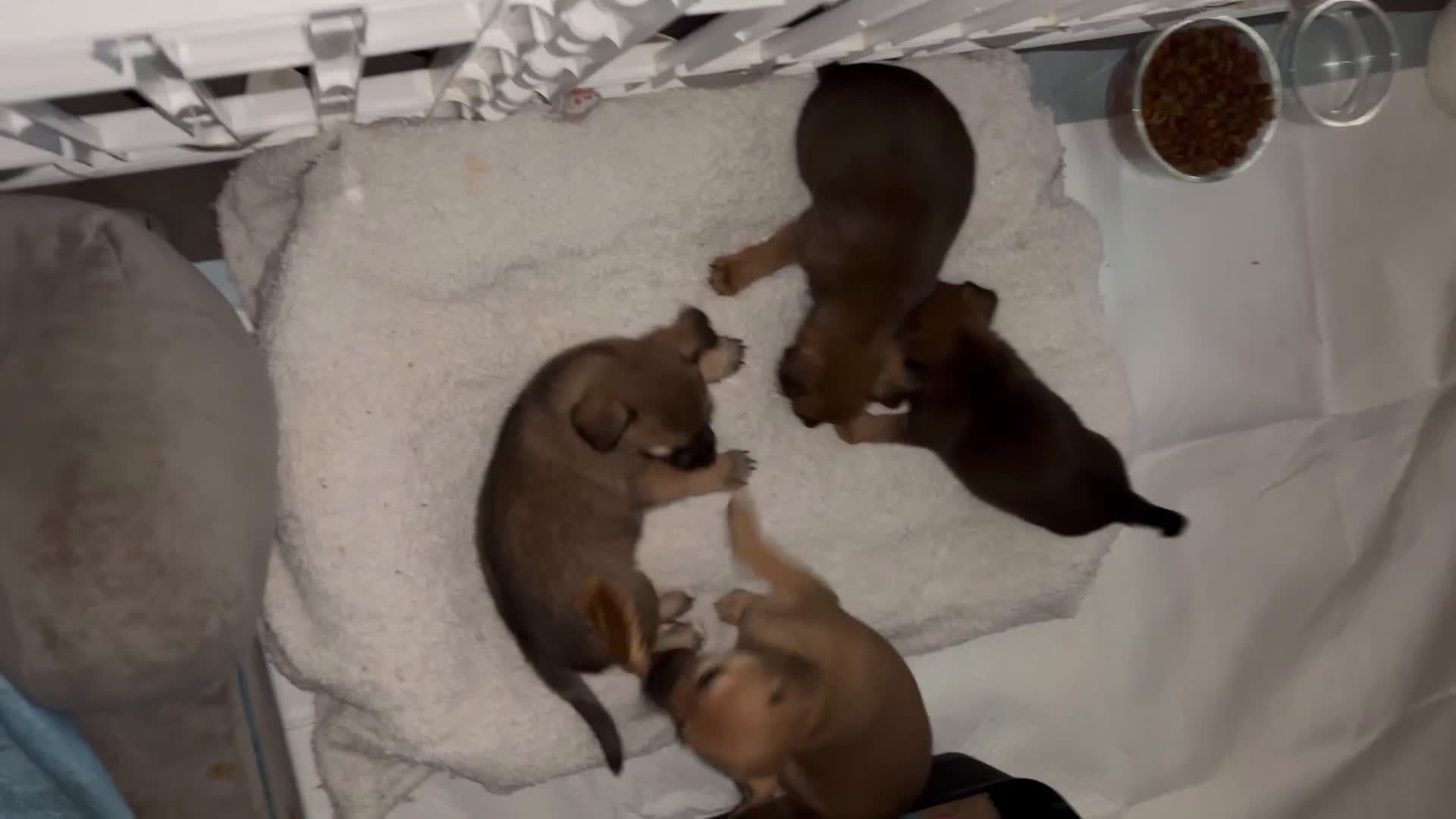 Chihuahua dogs for sale: Chihuahua Puppy 1 - Video 2