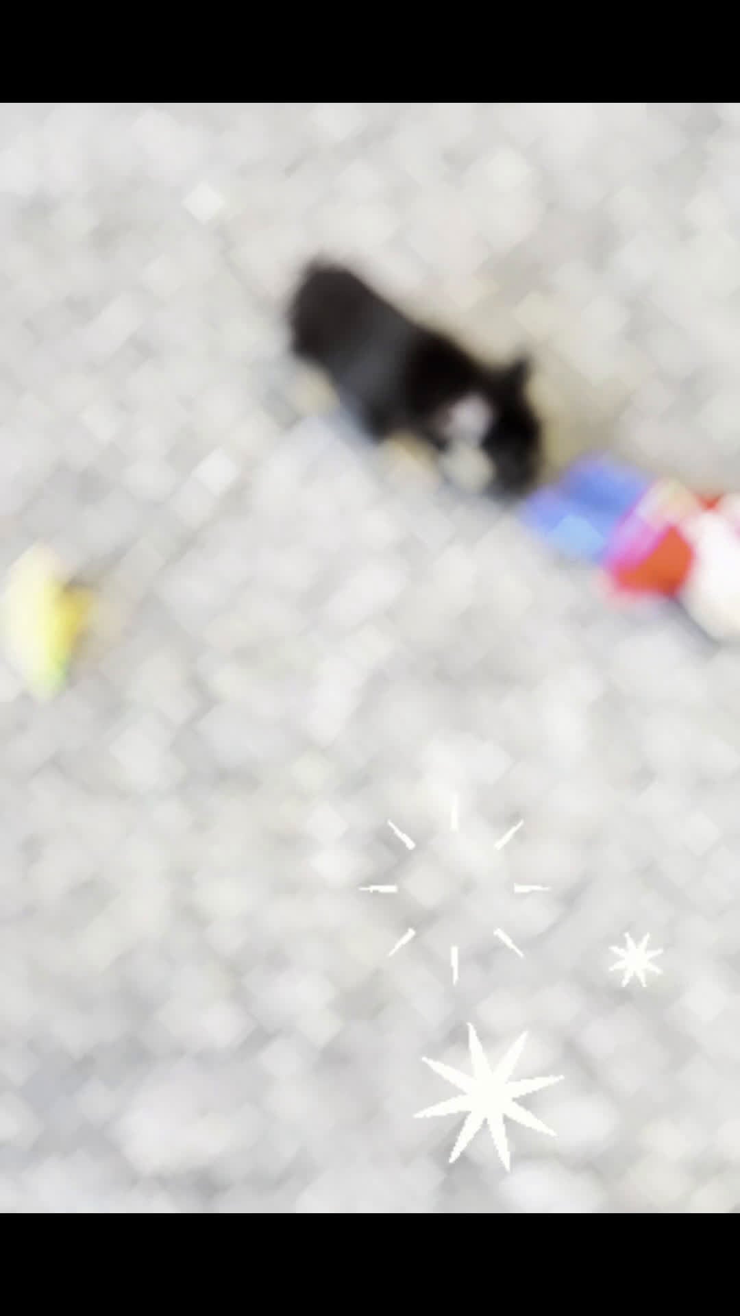 French Bulldog dogs for sale: Dove - Video 1