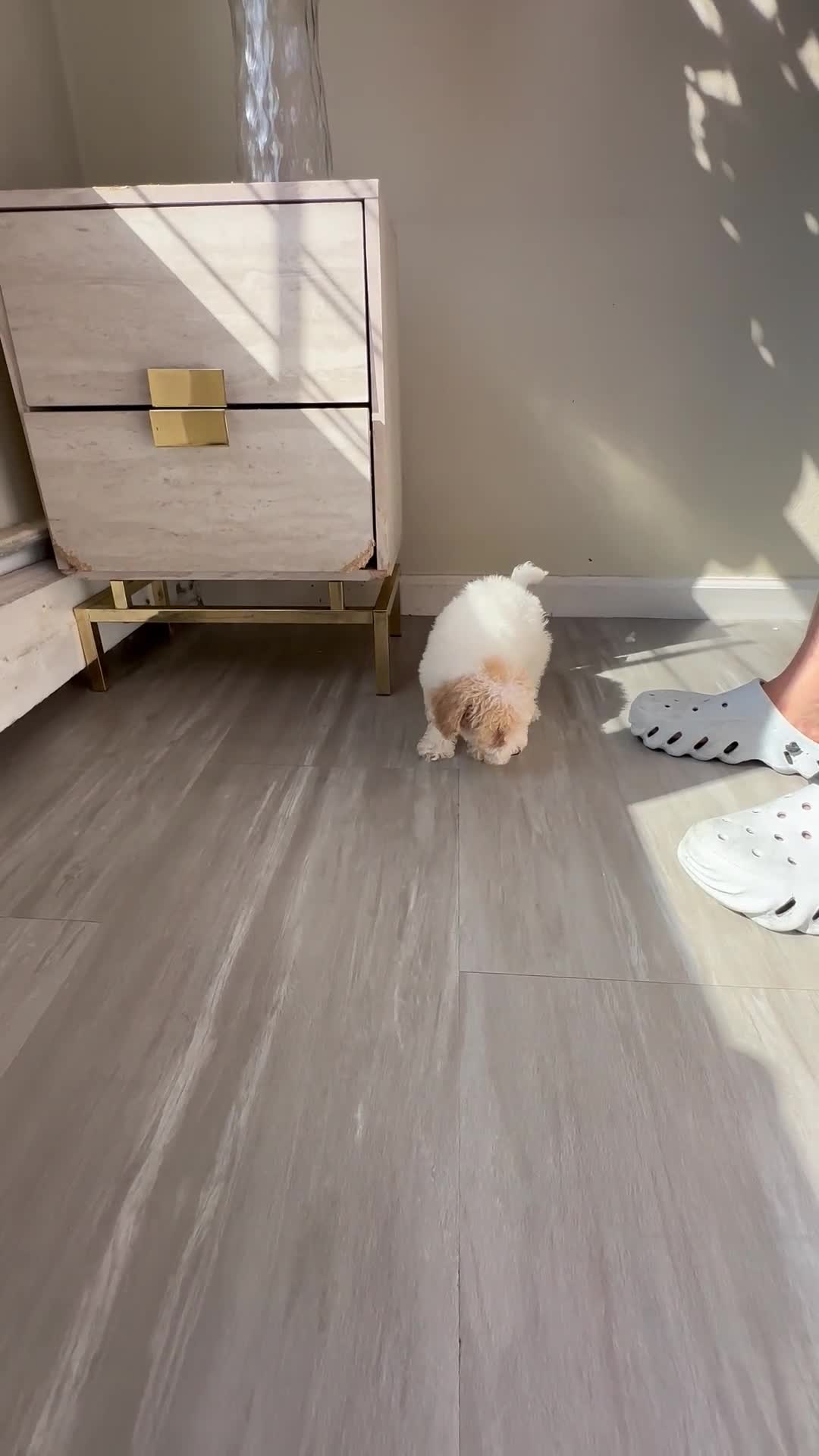 Maltipoo dogs for sale: Maltipoo 2 - Video 2