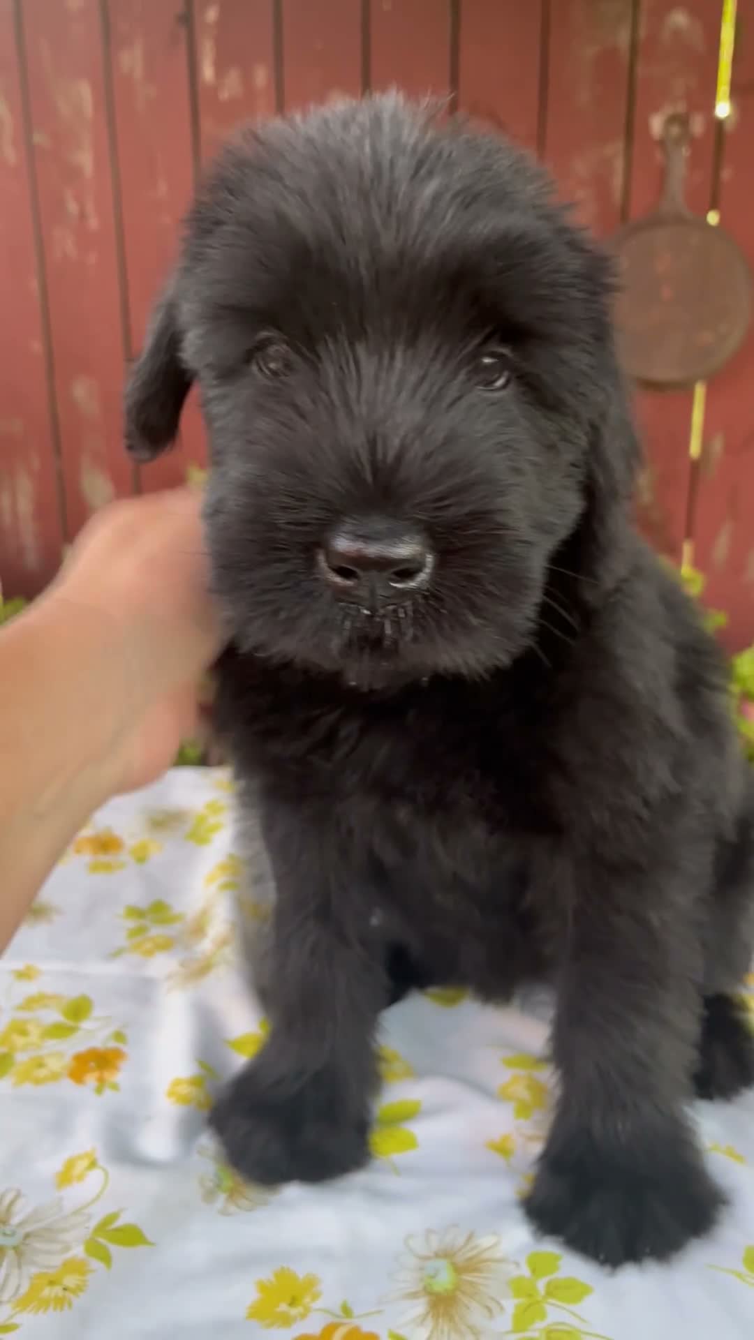 Giant Schnauzer dogs for sale: Rachelle - Video 1