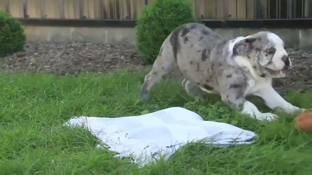 English Bulldog dogs for sale: Splendor English Bulldog crate trained - Video 2