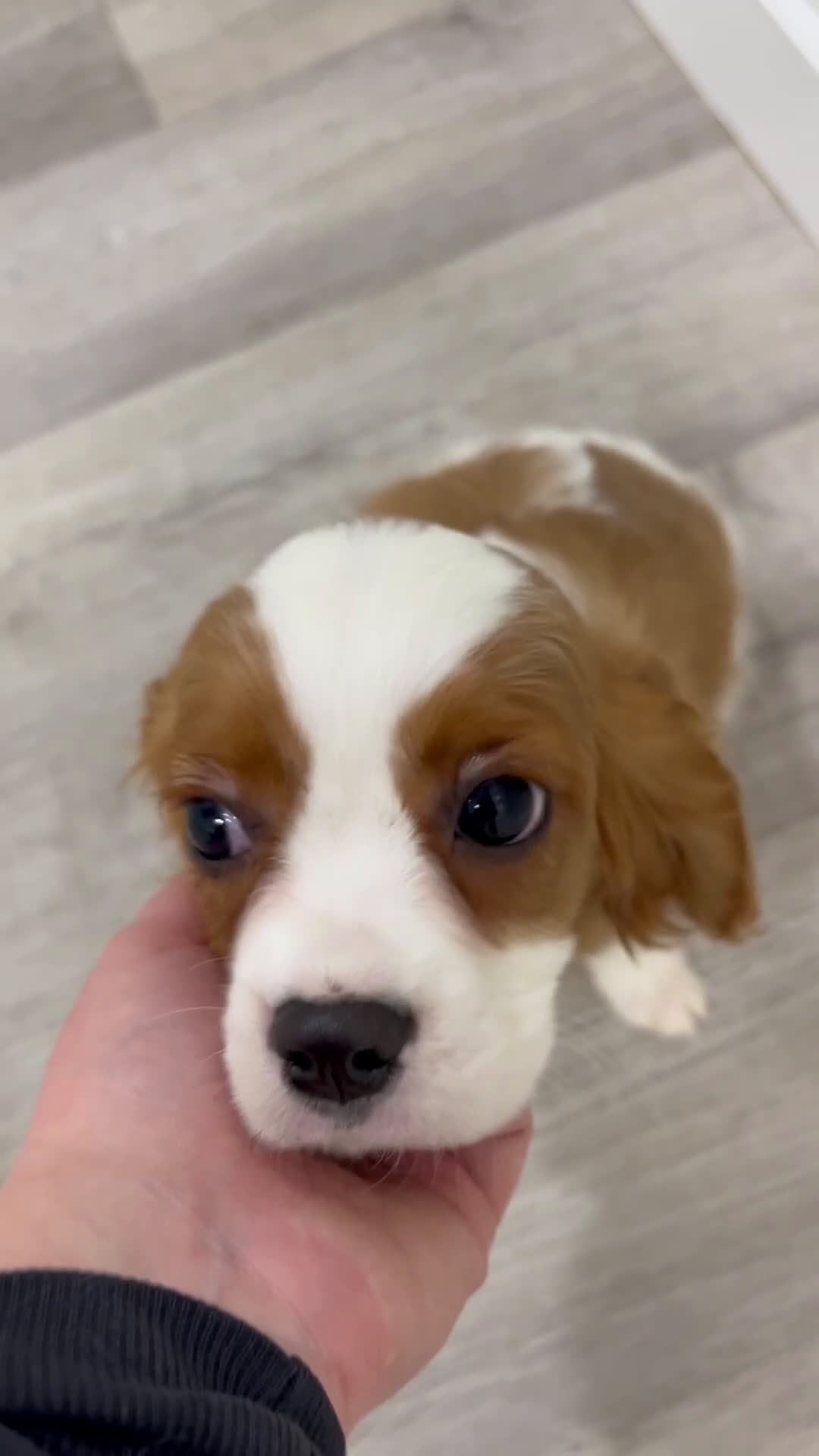 Cavalier King Charles Spaniel dogs for sale: Quincy - Video 1
