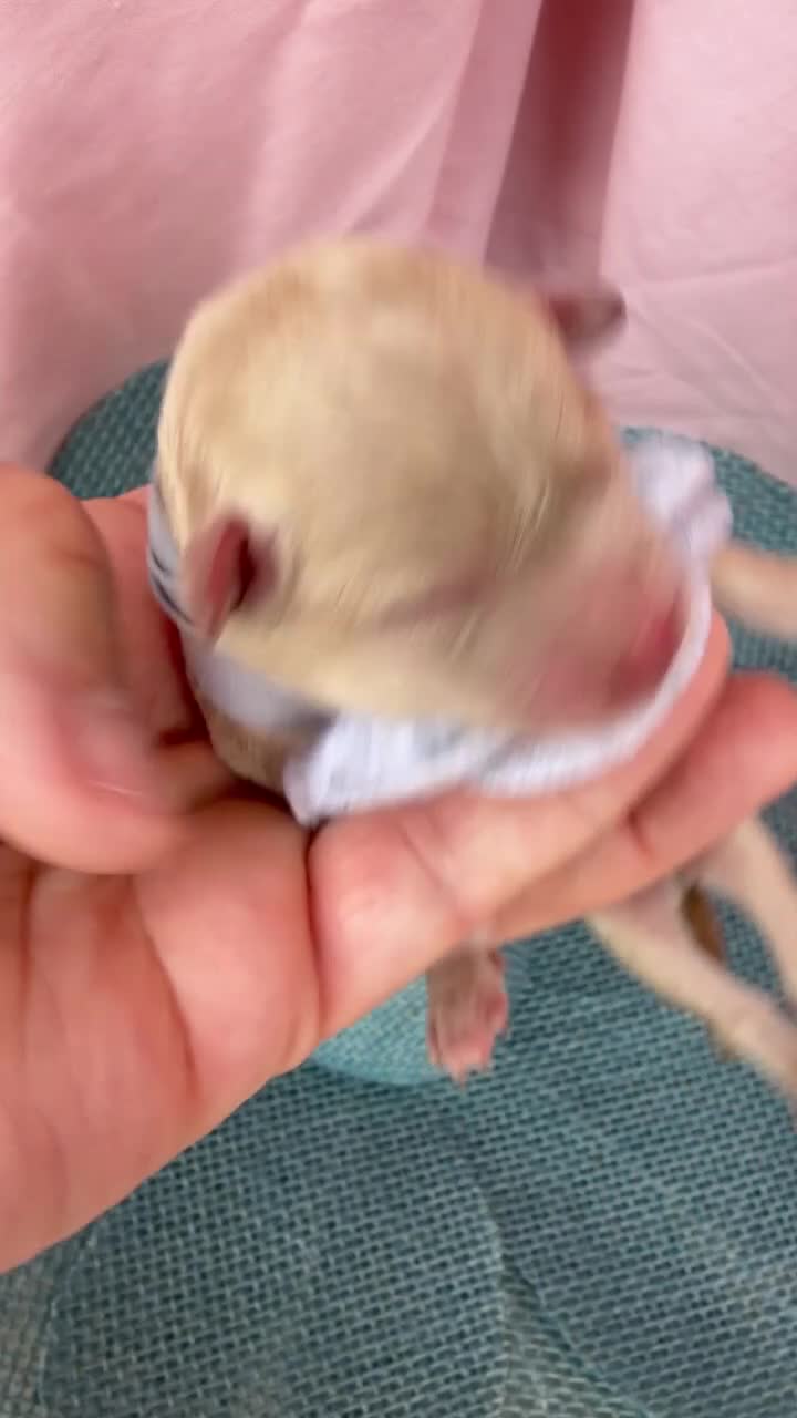 Toy Poodle dogs for sale: Thumbelina  - Video 2