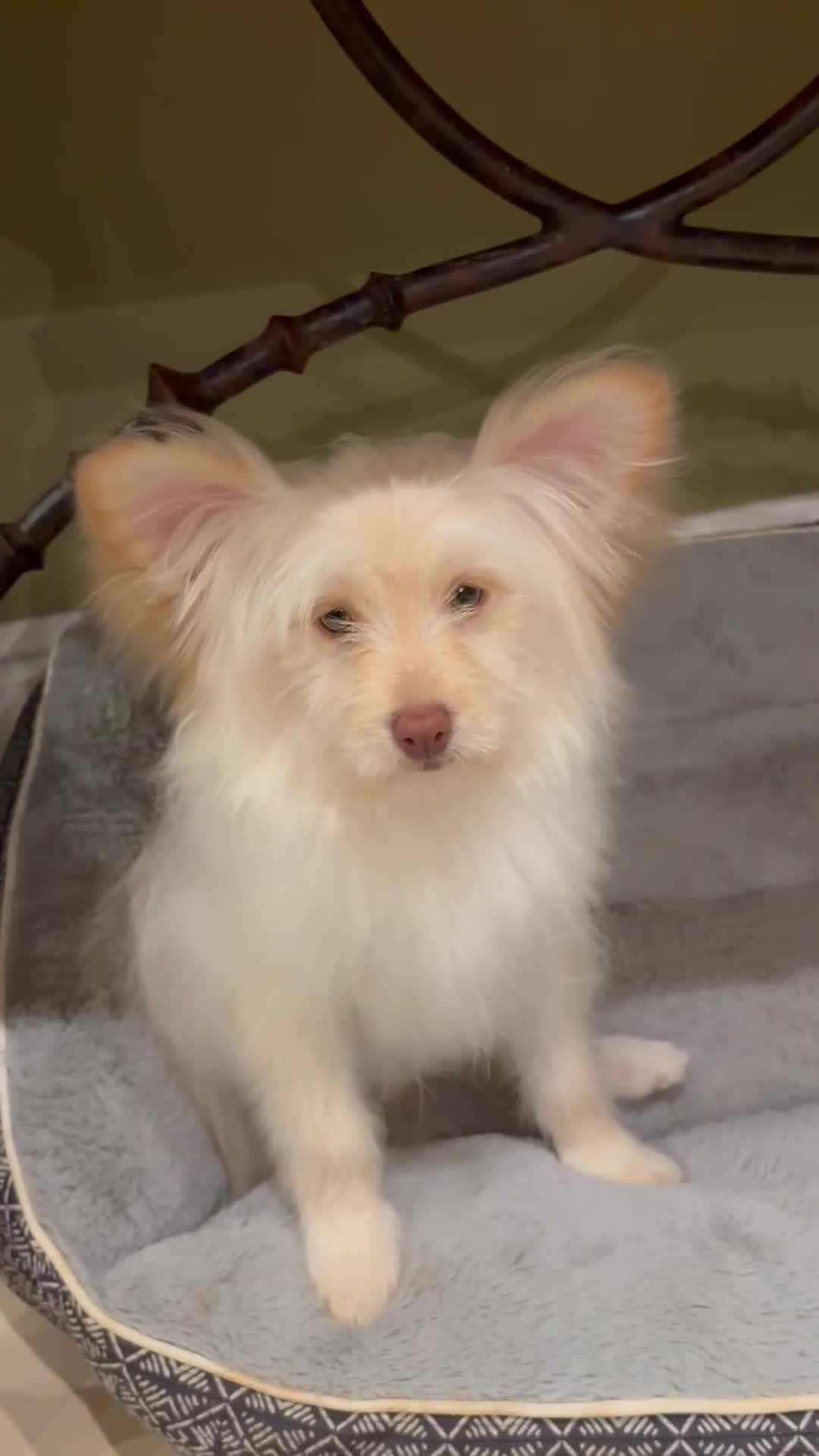 Mixed Breed dogs for sale: Mixed Breed Puppy 1 - Video 1