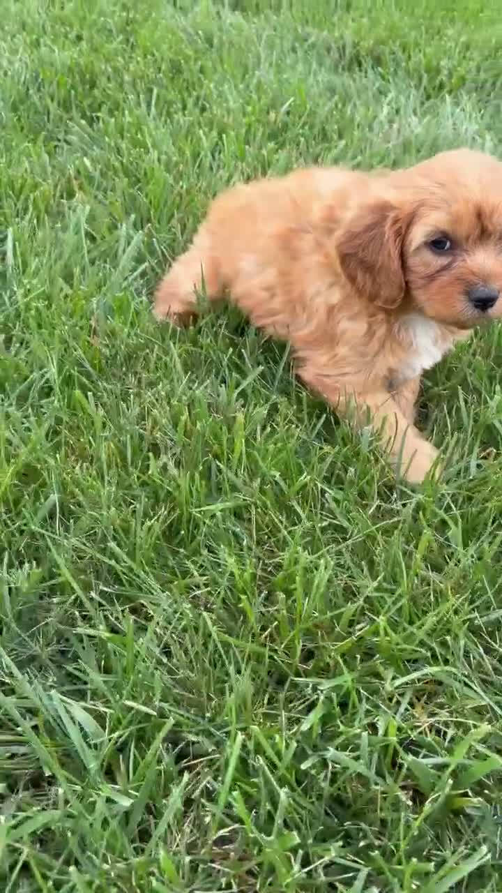 Cavapoo dogs for sale: Milo - Video 1