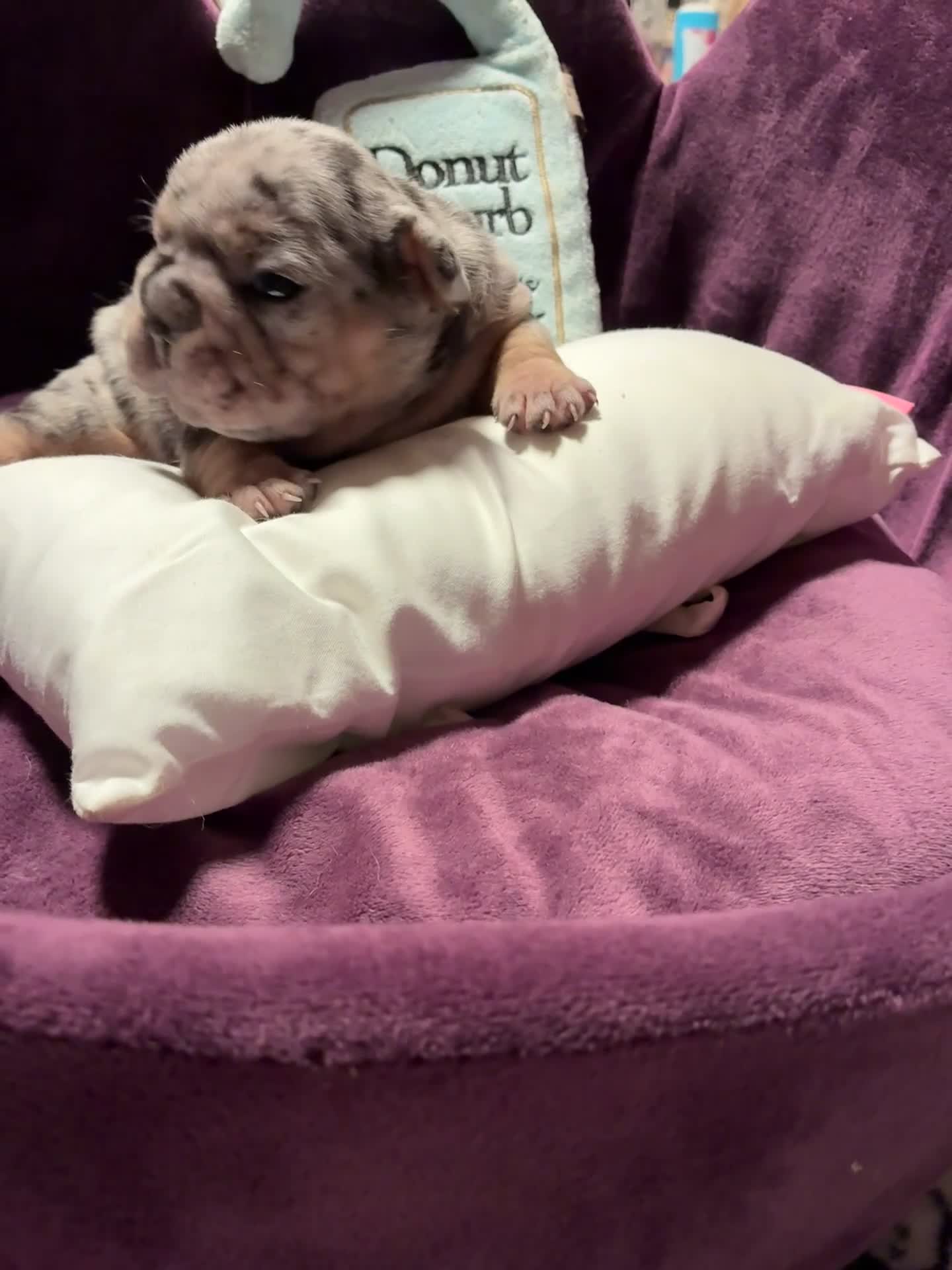French Bulldog dogs for sale: Picasso merle, big rope, and fluffy  frenchie  - Video 1