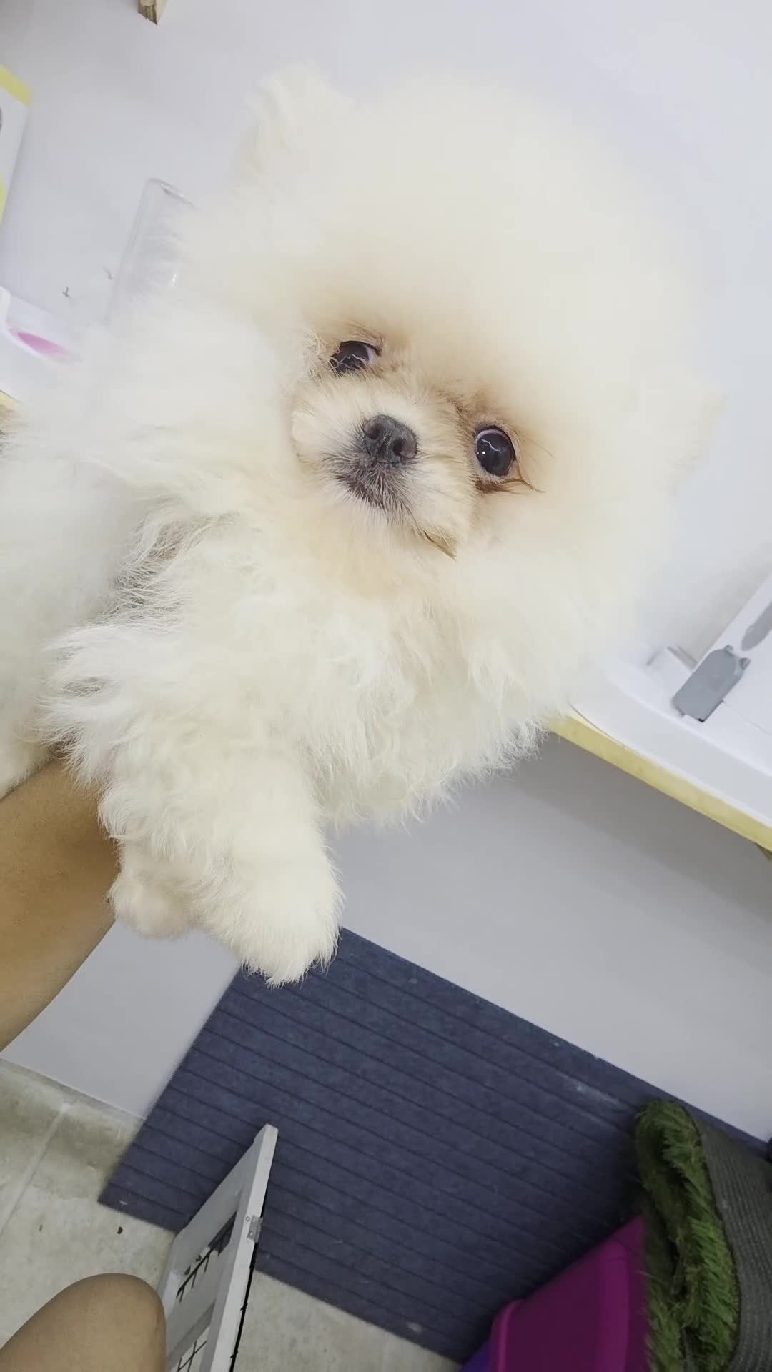 Pomeranian dogs for sale: Pomeranian regalo - Video 1