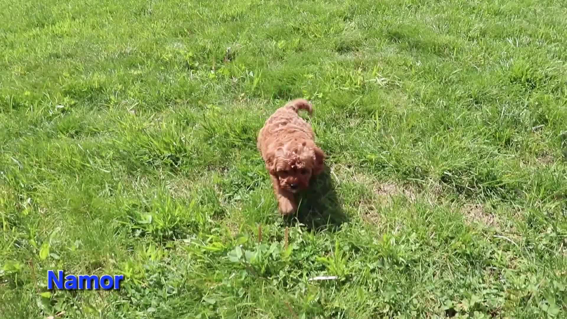 Cavapoo dogs for sale: Namor - Video 1