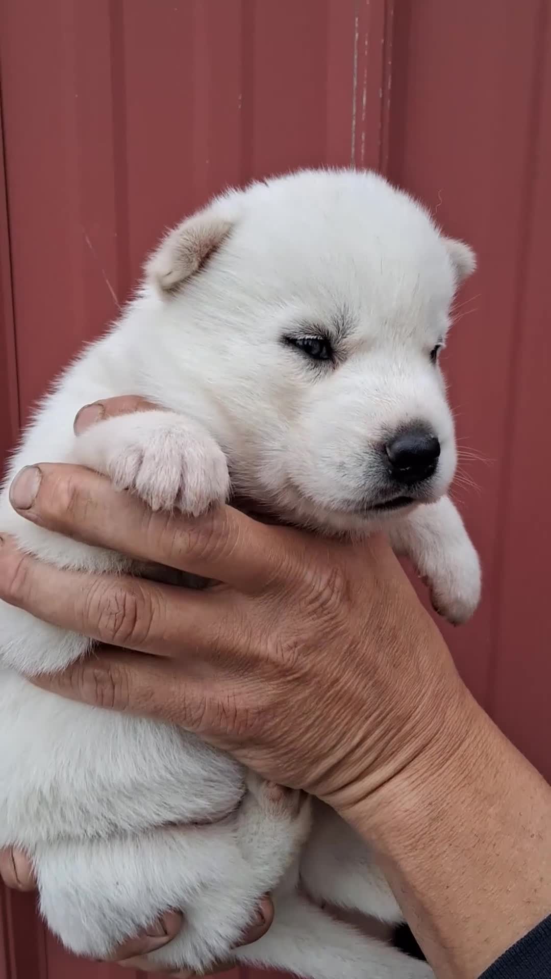 Siberian Husky dogs for sale: Dominic  - Video 1