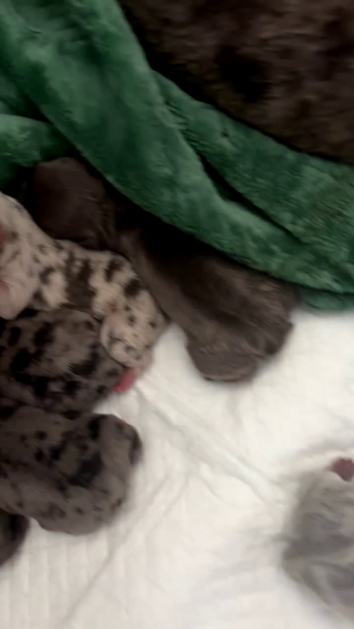 Mixed Breed dogs for sale: Mixed Breed Puppy 4 - Video 1