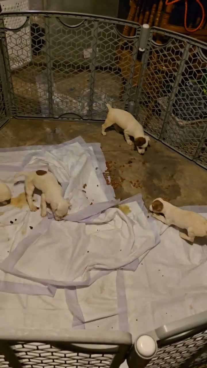 Jack Russell Terrier dogs for sale: Jack Russell Terrier 2 - Video 1
