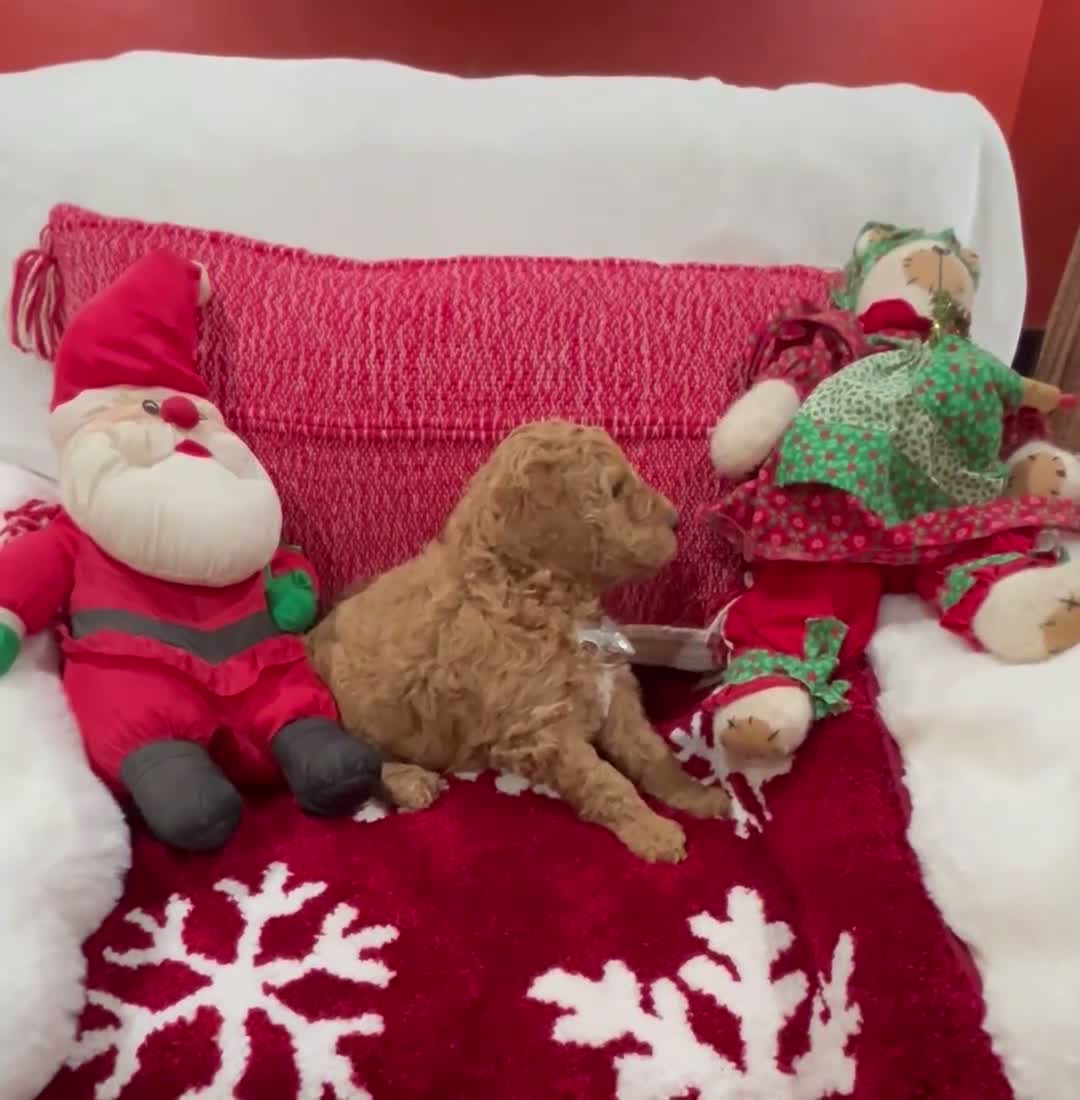 Mini Goldendoodle dogs for sale: Mini Goldendoodle Jim Dandy - Video 1