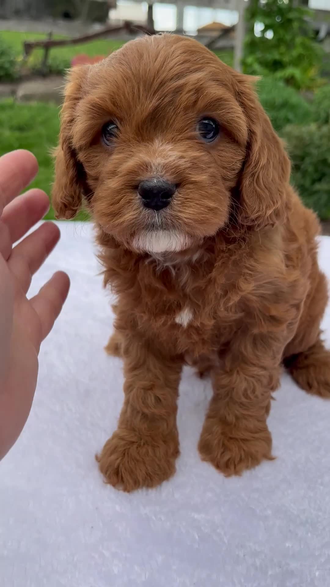 Cavapoo dogs for sale: Remington - Video 1