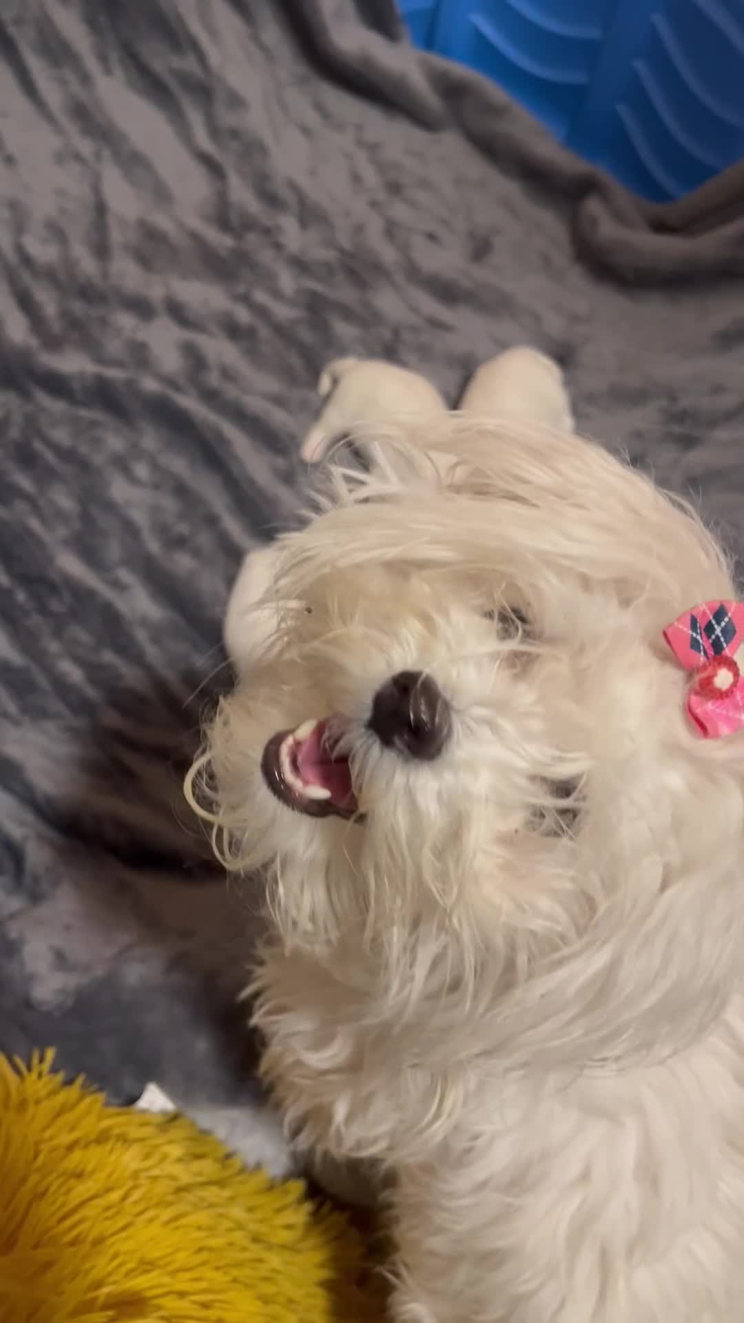 Maltese dogs for sale: Maltese Puppy 2 - Video 1