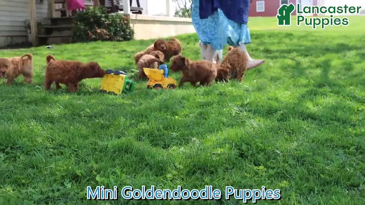 Mini Goldendoodle dogs for sale: Bingo - Video 1