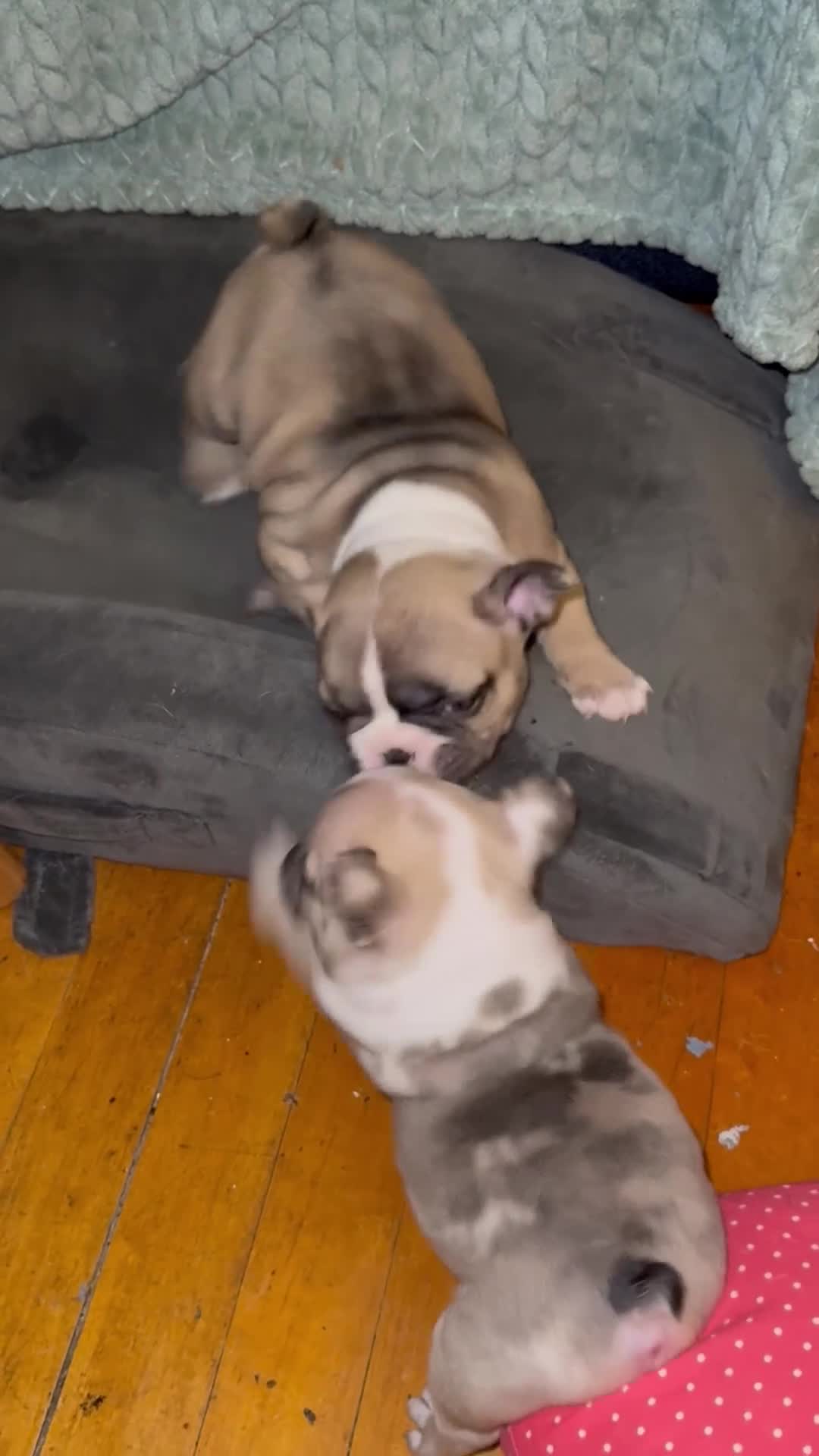 French Bulldog dogs for sale: French Bulldog 5 daisy,fay  - Video 1