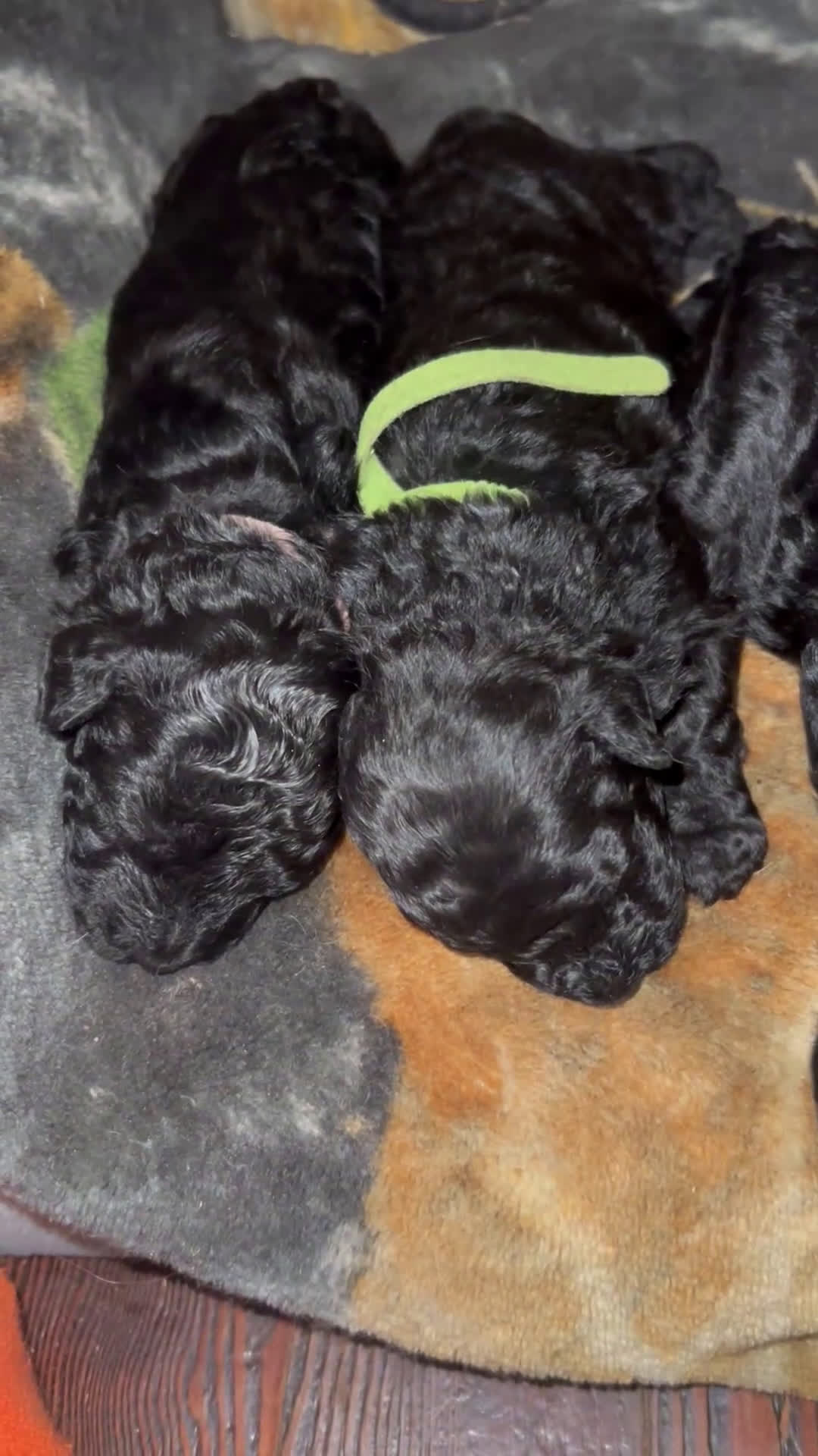 Hungarian Puli dogs for sale: Hungarian Puli Puppy Purple - Video 2