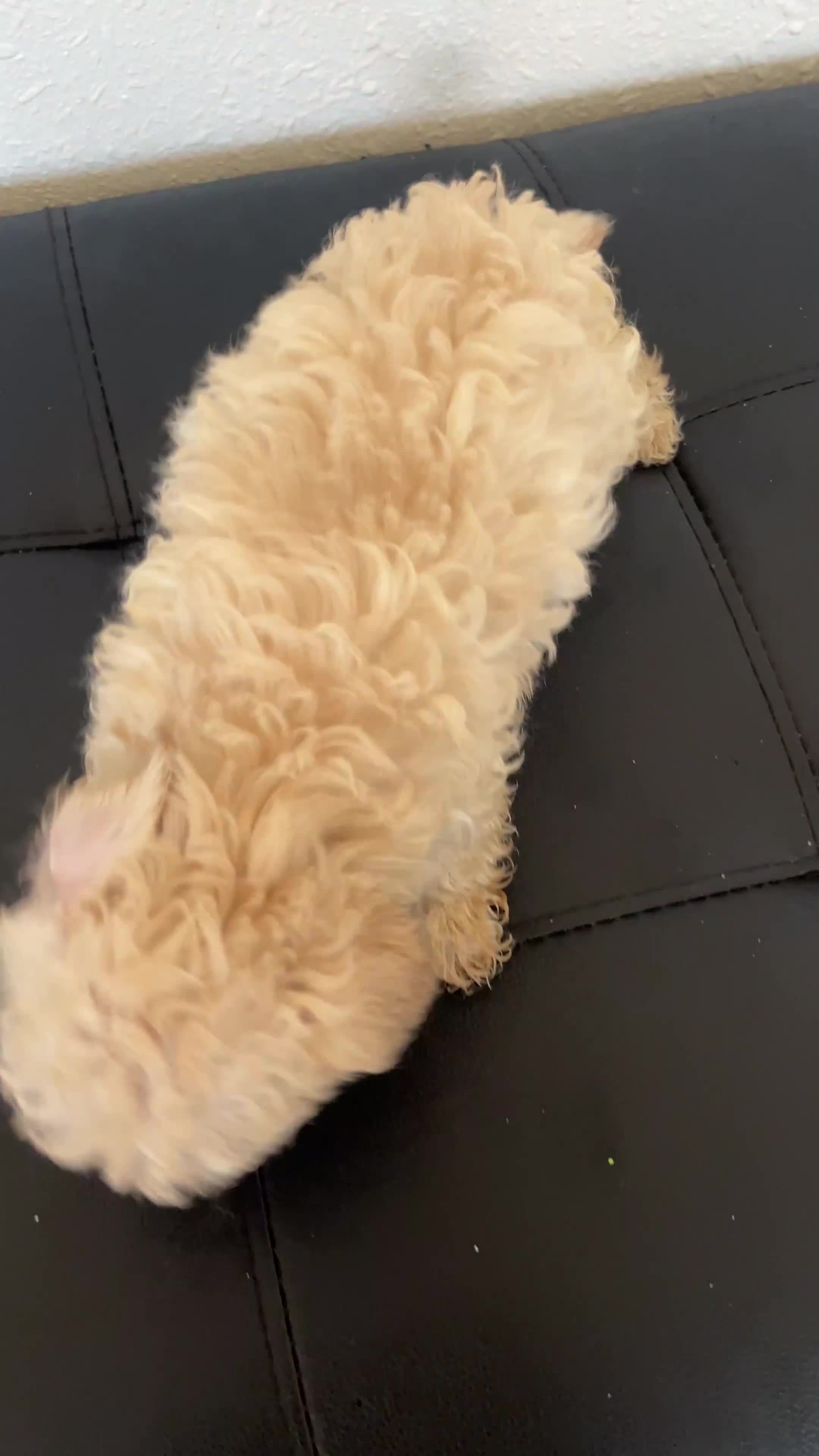Maltipoo dogs for sale: Maltipoo 1 Female - Video 1