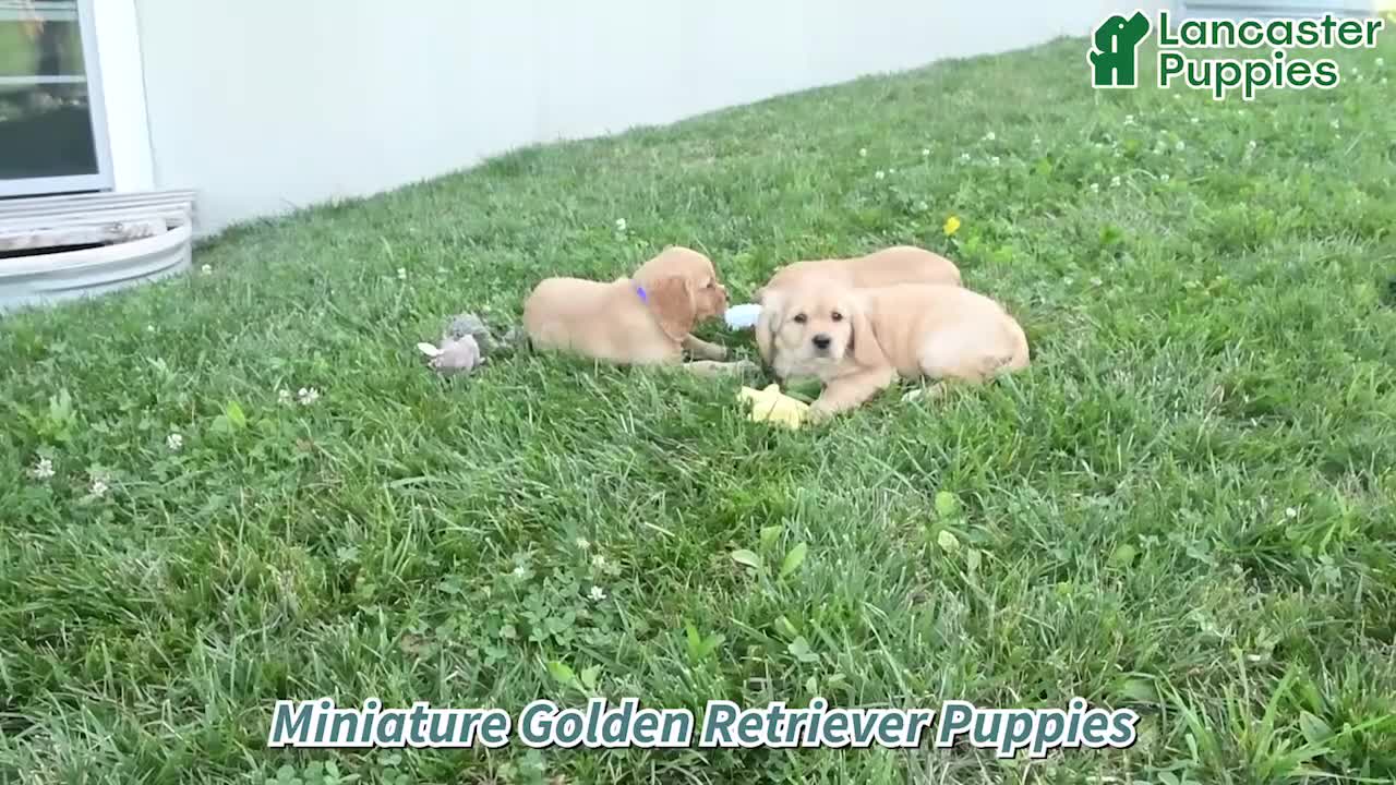 Miniature Golden Retriever dogs for sale: Pumpkin - Video 1