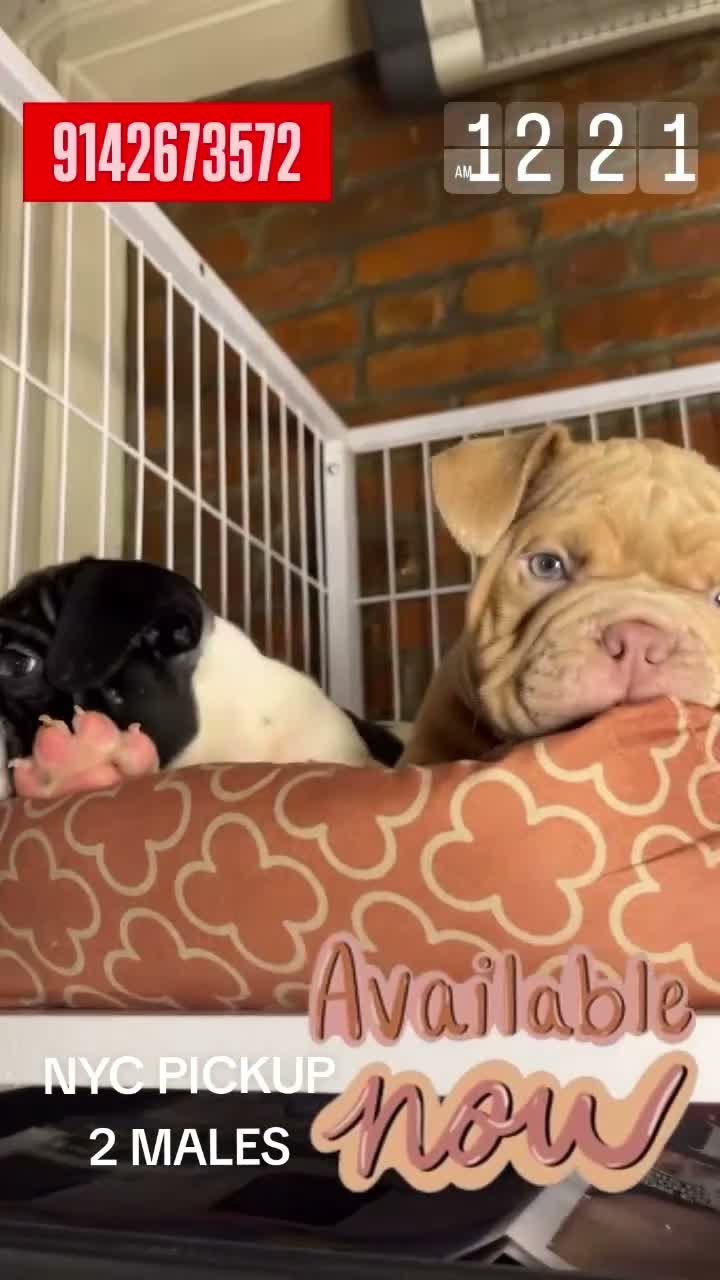 Mixed Breed dogs for sale: CHARLES - Video 9
