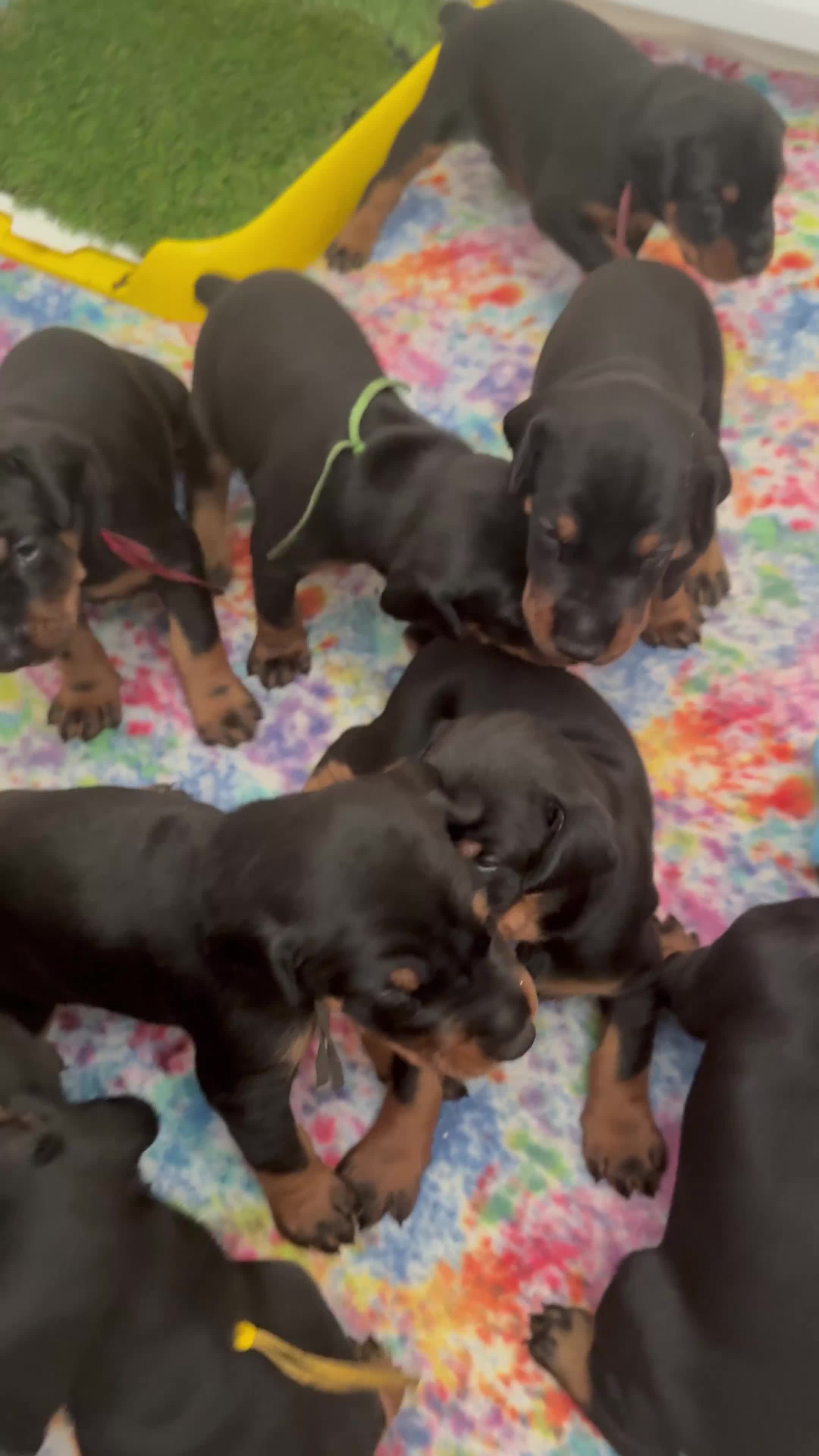 Doberman Pinscher dogs for sale: Electra-Pink Collar - Video 1