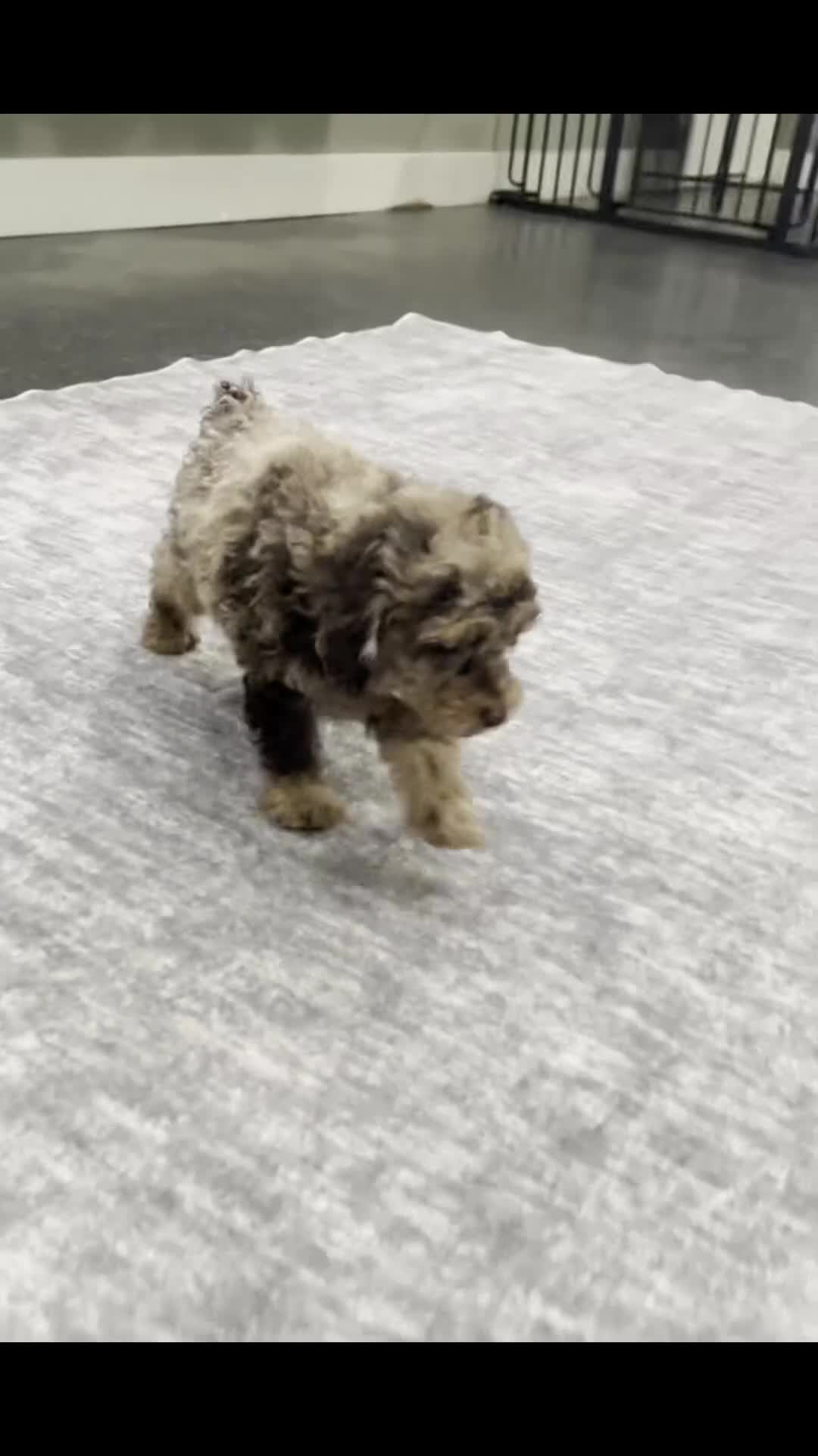 Standard Poodle dogs for sale: Dahlia - Video 1