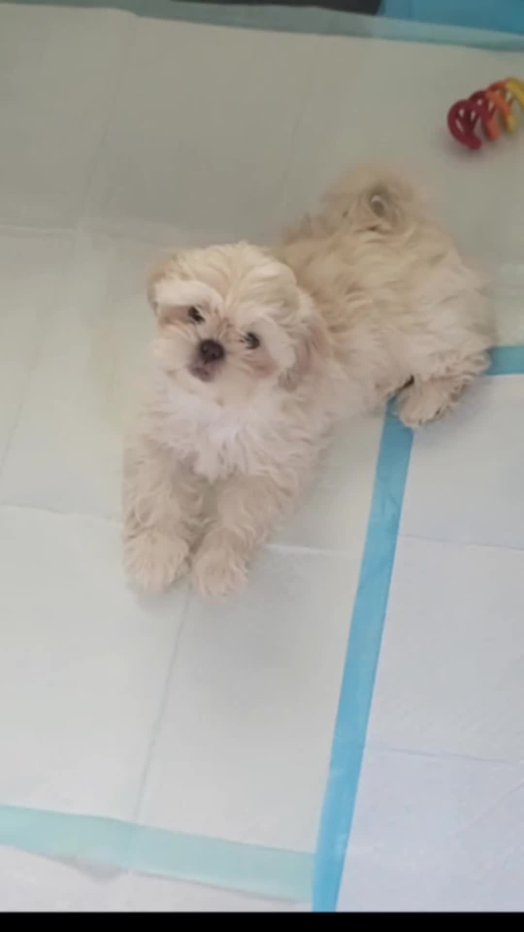 Shih Tzu dogs for sale: Shih Tzu 2 - Video 1