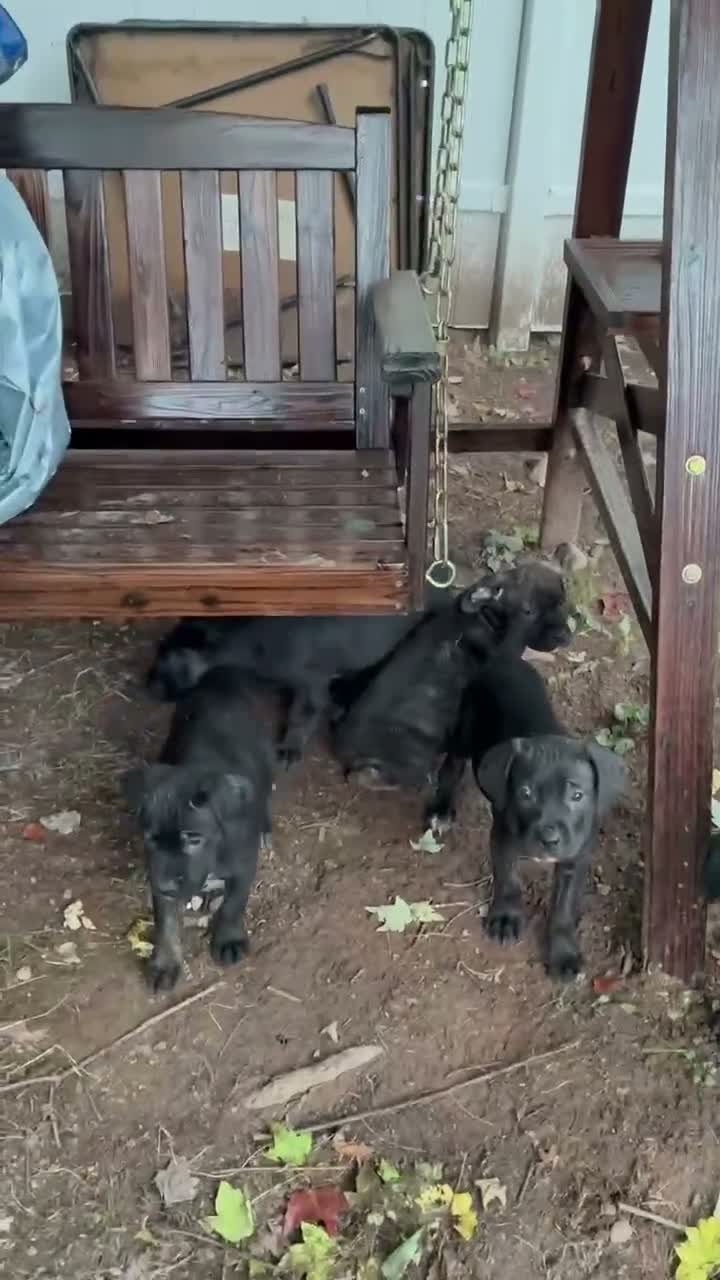 Cane Corso dogs for sale: Cane Corso 4 - Video 1