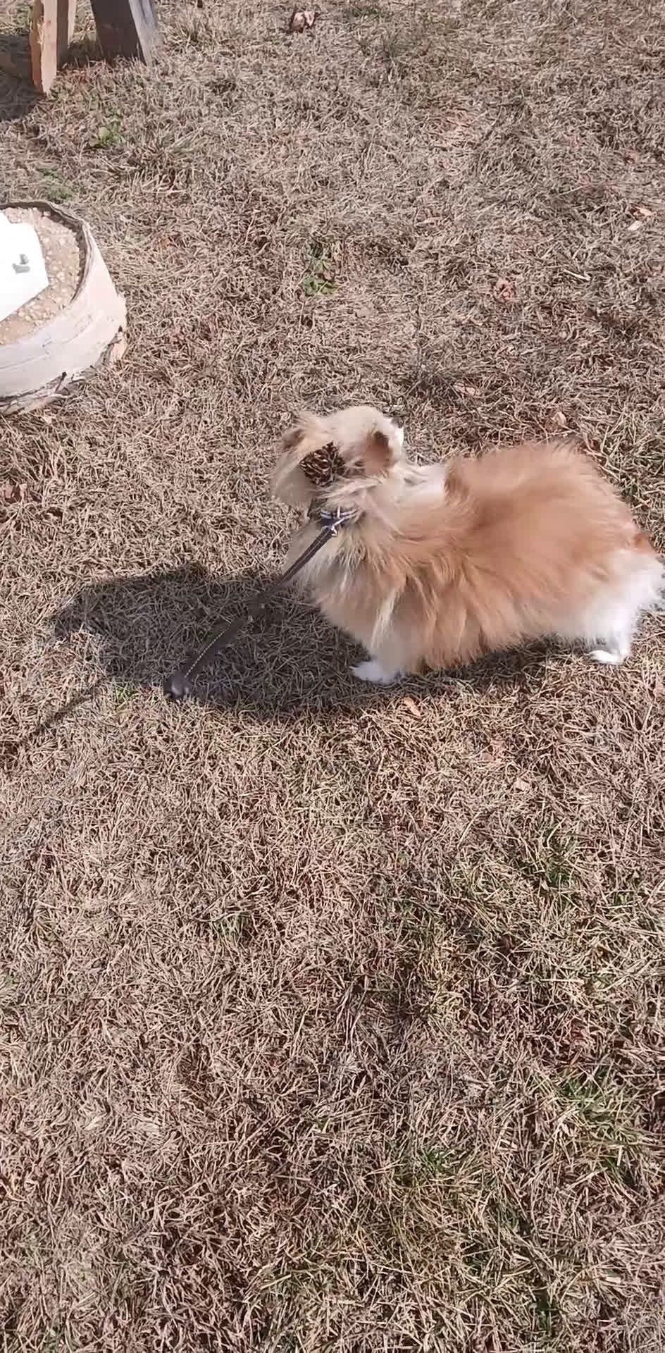 Pomeranian dogs for sale: Meet Teacup Pomeranian Ladybug 13 yrs - Video 2
