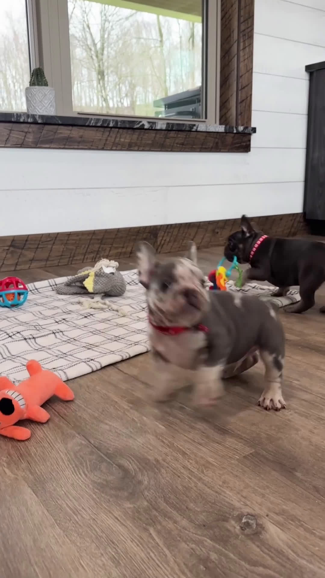French Bulldog dogs for sale: Grayson - Video 1