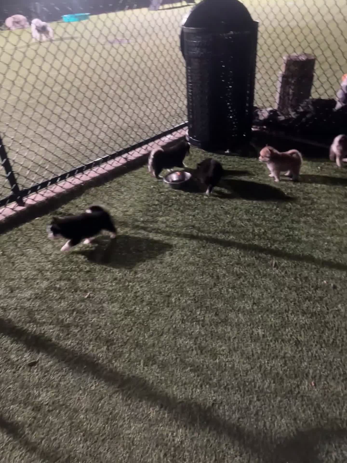 Pomsky dogs for sale: Pomsky 7 - Video 1