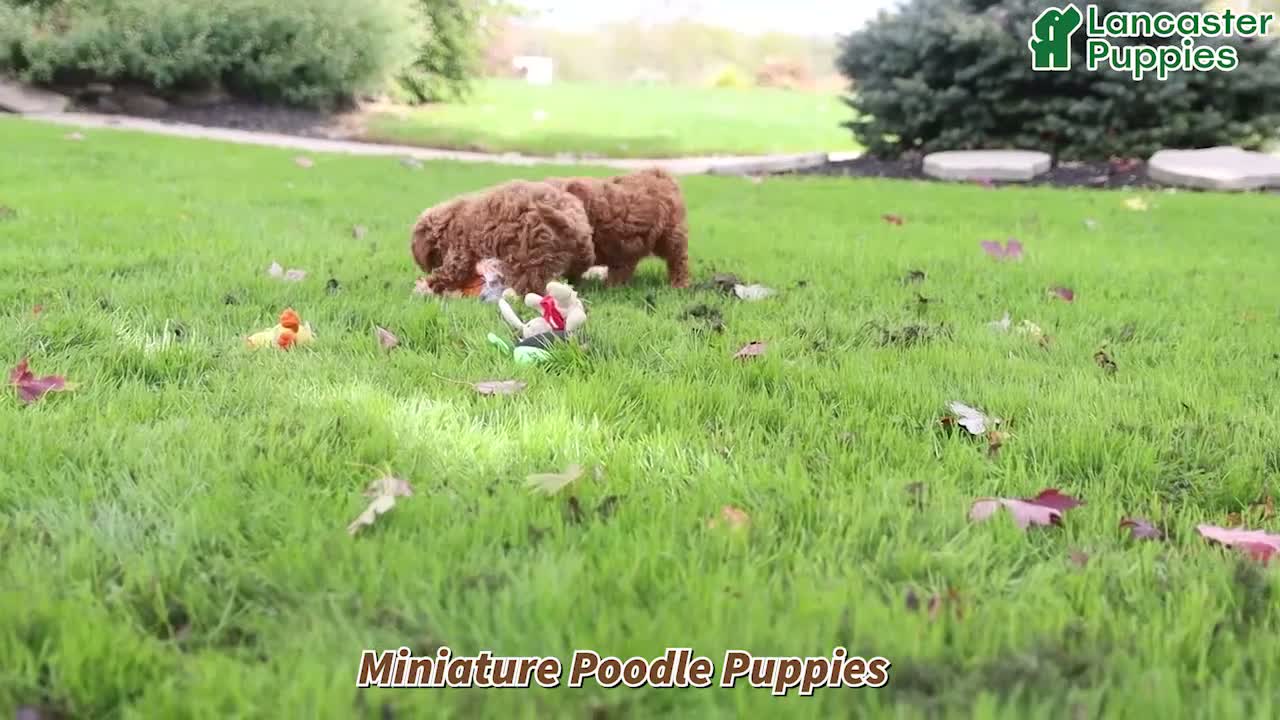Miniature Poodle dogs for sale: Silas - Video 1