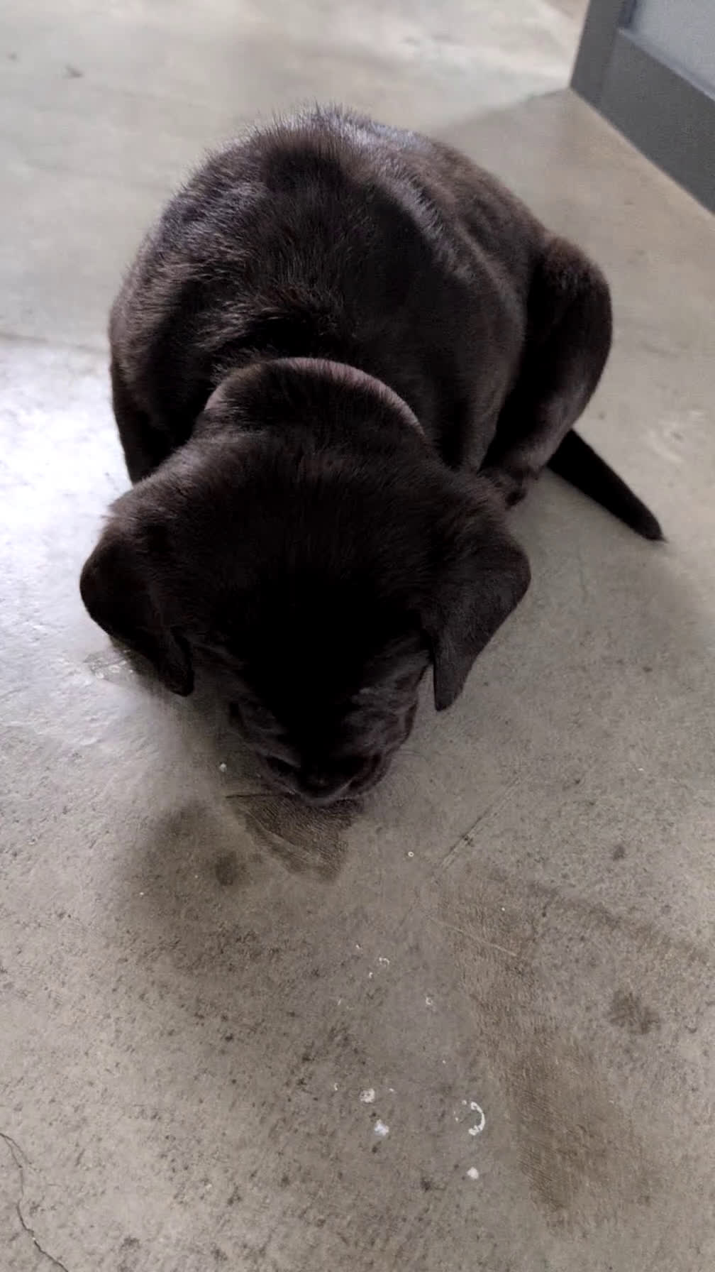 Labrador Retriever dogs for sale: Callie - Video 1