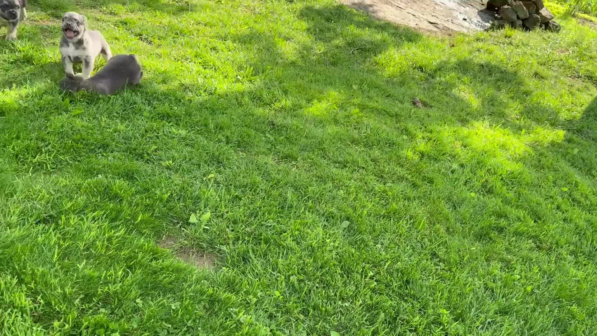 French Bulldog dogs for sale: Ember - Video 1