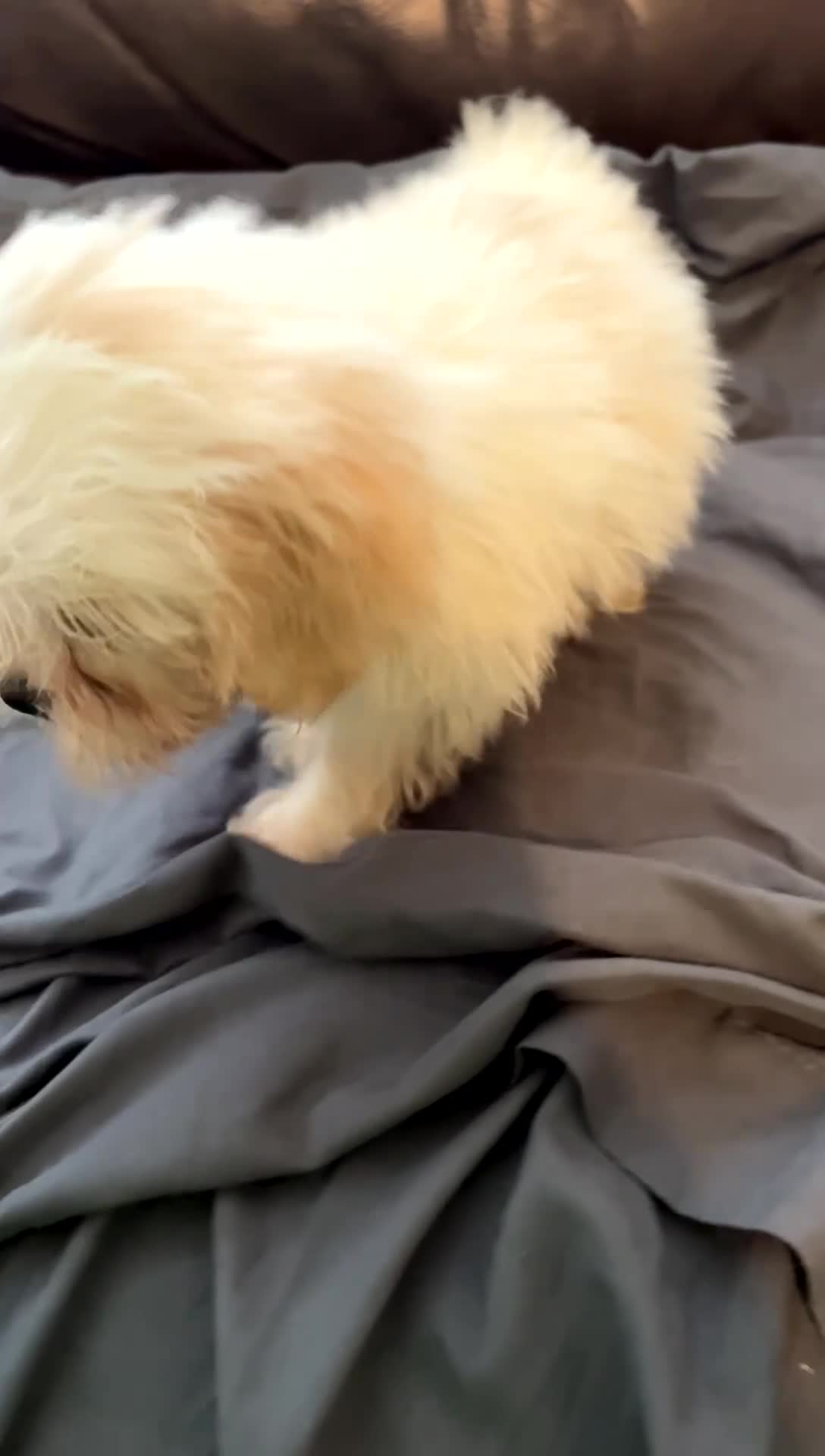 Mixed Breed dogs for sale: Casper - Video 1
