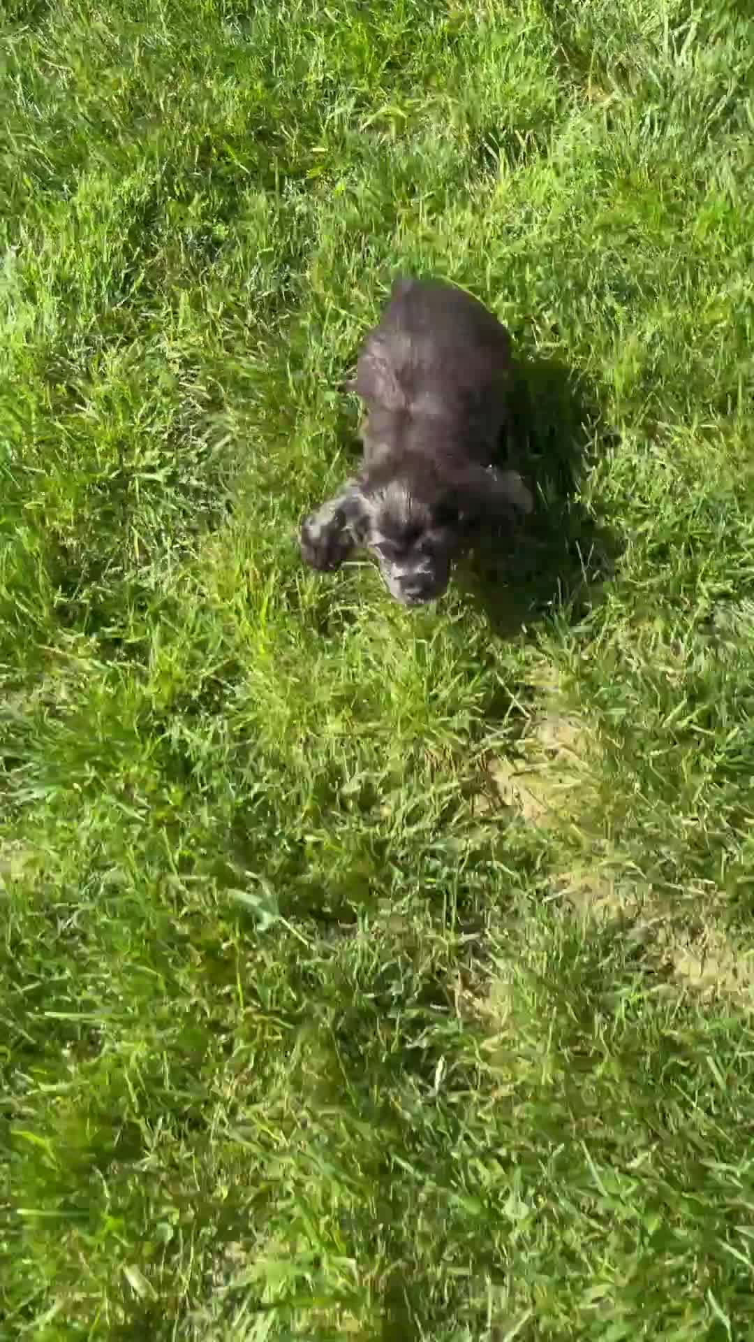 Cocker Spaniel dogs for sale: Riley - Video 1