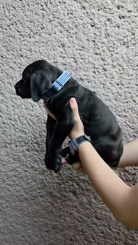 Cane Corso dogs for sale: Cane Corso 2 - Video 3