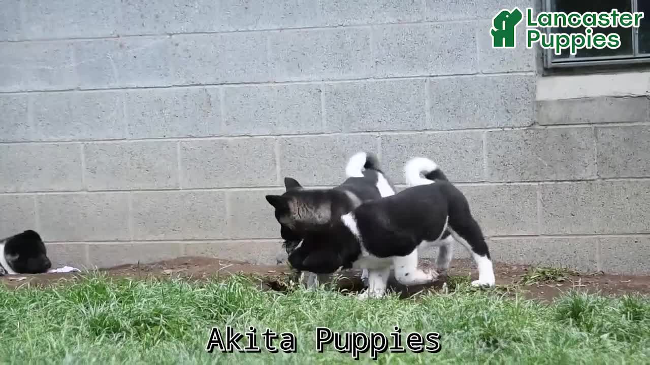 Akita dogs for sale: Sparkle - Video 1