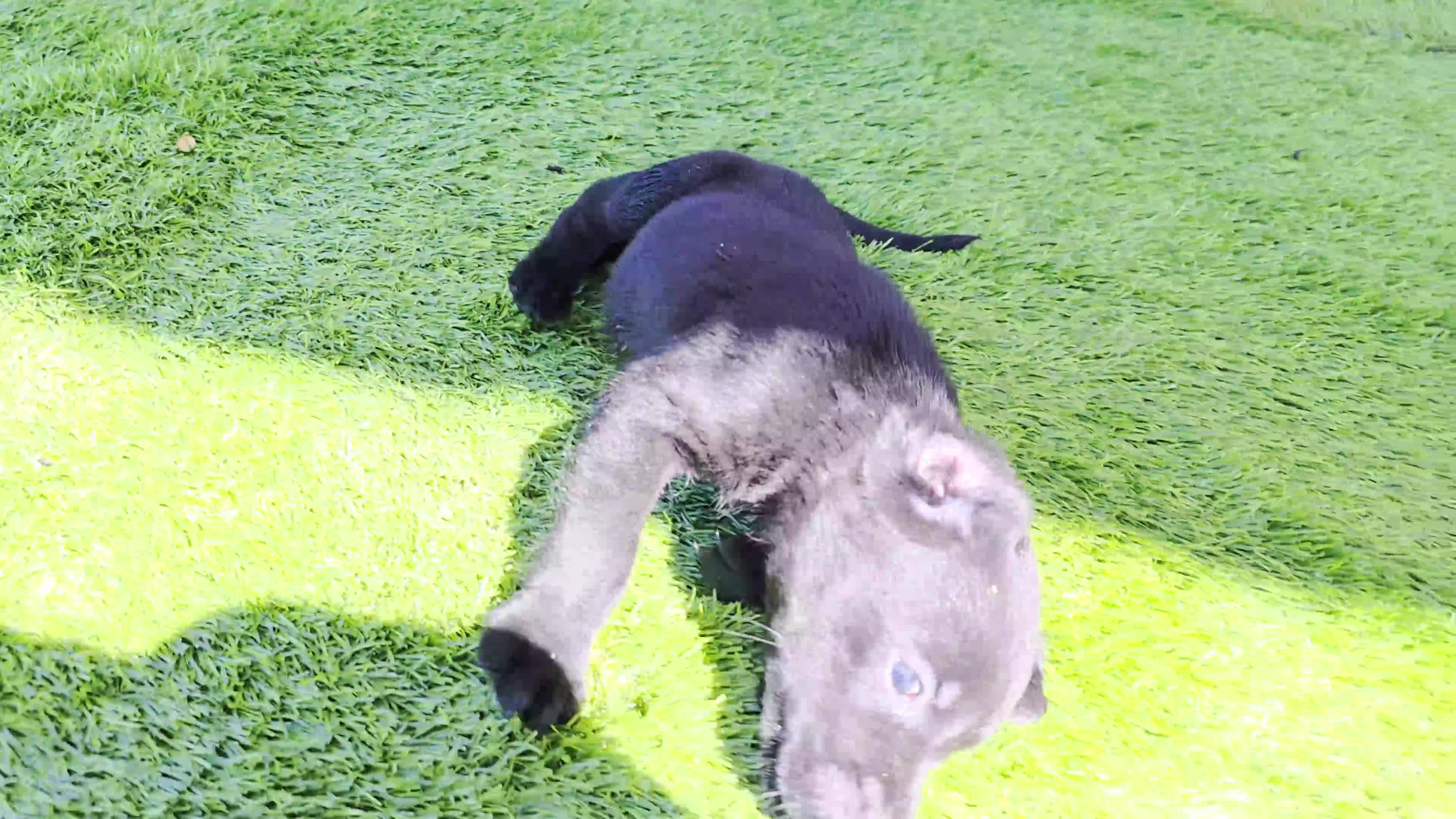Labrador Retriever dogs for sale: Leo - Video 1