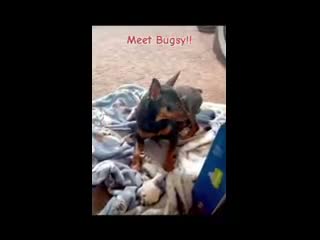 Miniature Pinscher dogs for sale: Miniature Pinscher 1 - Video 1