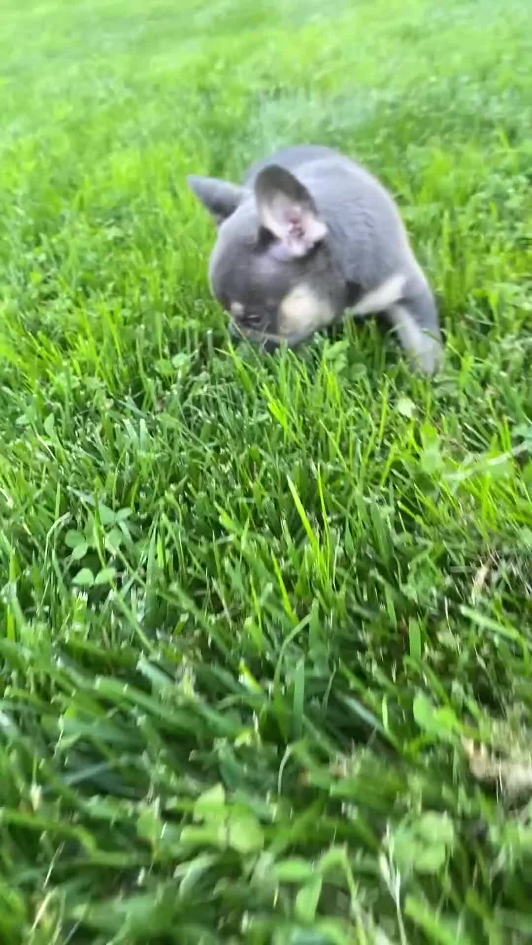 French Bulldog dogs for sale: Dexter - Video 1