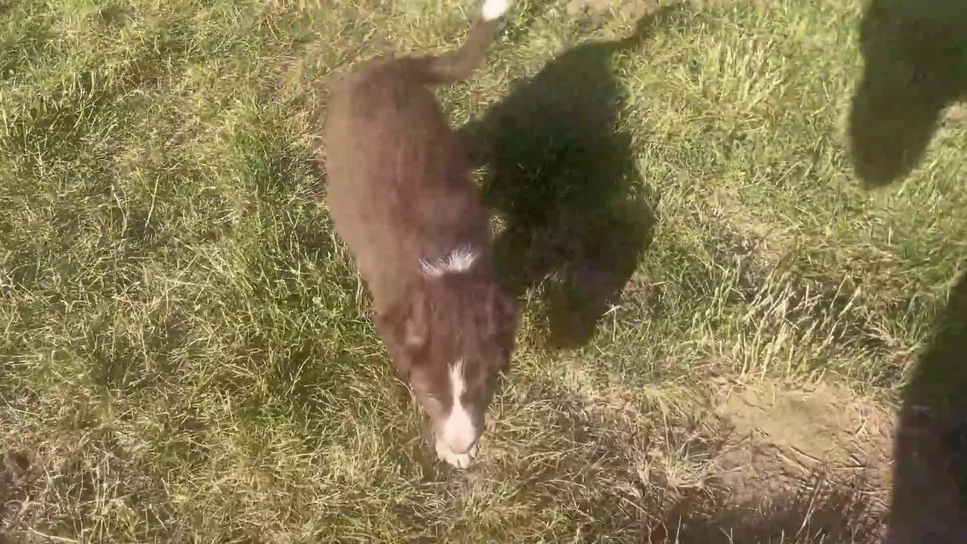 Border Collie dogs for sale: Bruno - Video 1