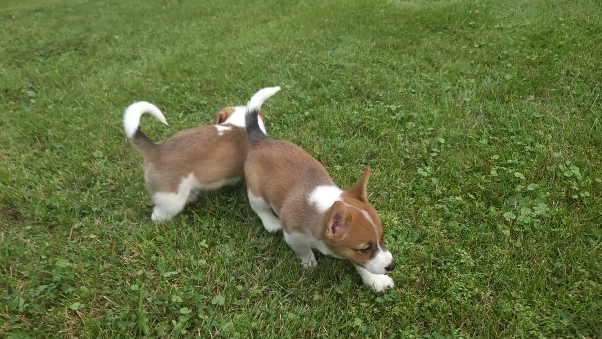 Mixed Breed dogs for sale: Orpheus - Video 1