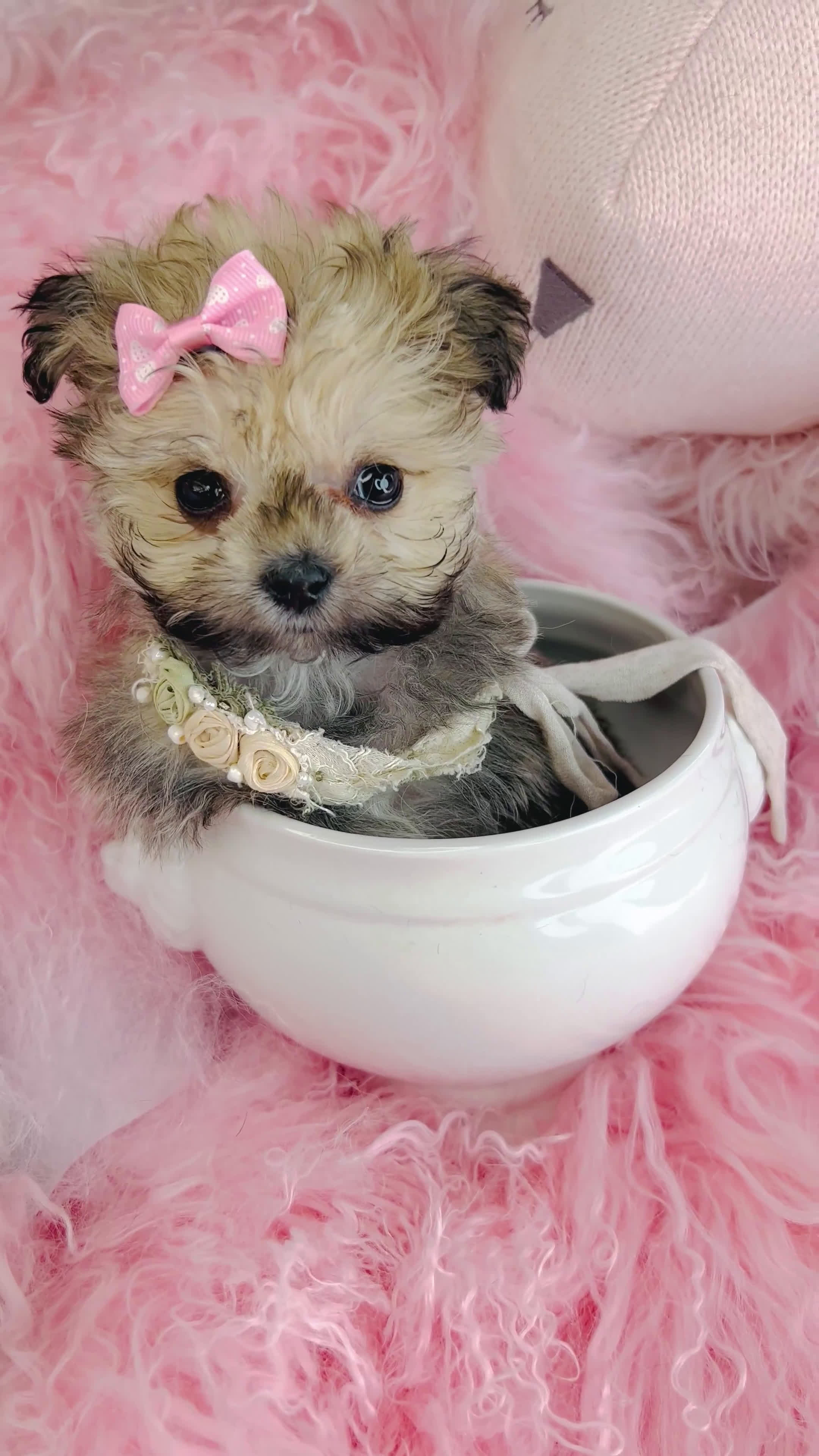 Pomapoo dogs for sale: Pomapoo Puppy 1 - Video 2