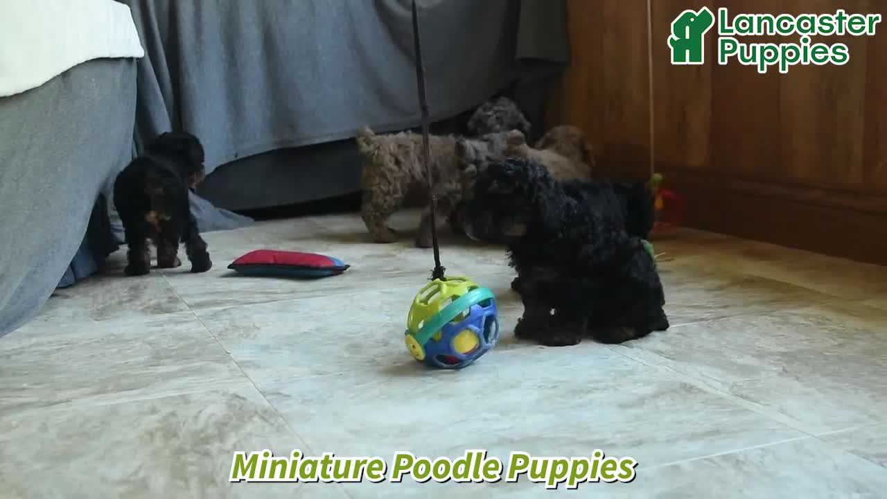 Miniature Poodle dogs for sale: Qevan  - Video 1