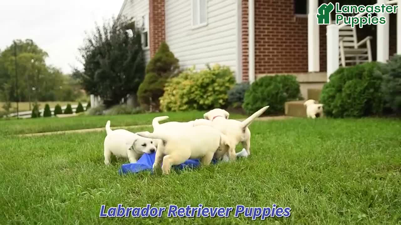 Labrador Retriever dogs for sale: Dozer - Video 1