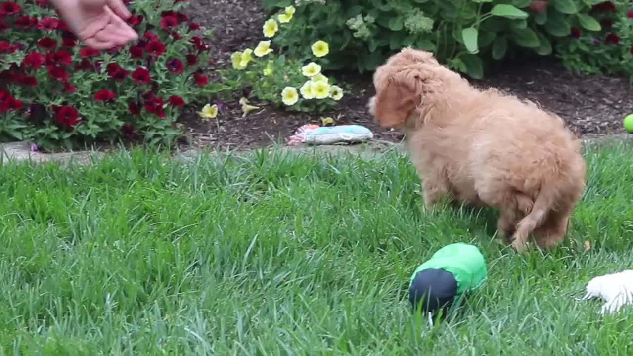 Cavapoo dogs for sale: Clyde - Video 1